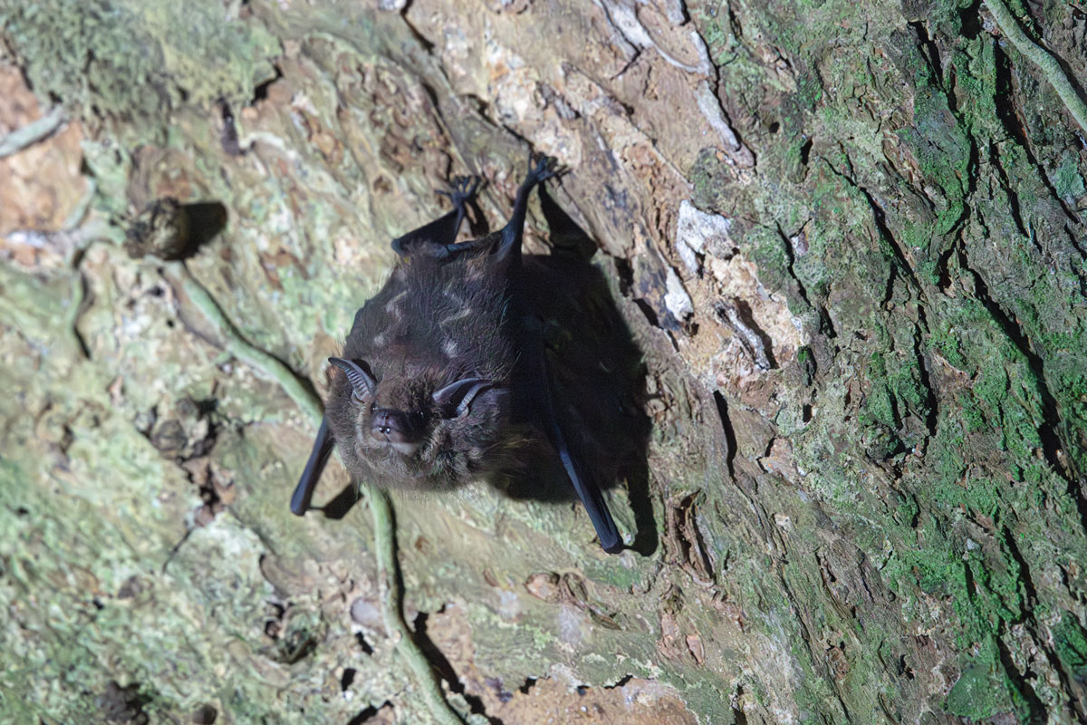 Pipistrello ali a sacco maggiore