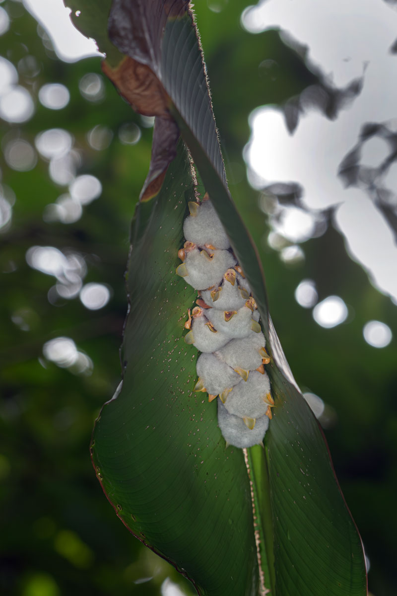 Pipistrelli bianchi dell'Honduras