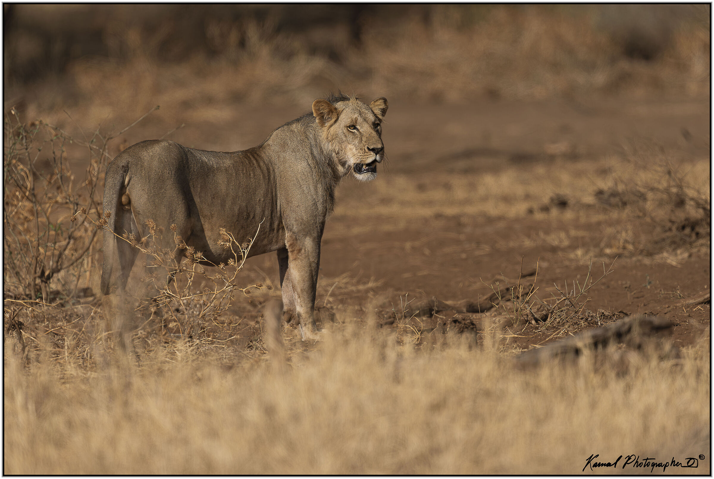 Leone(Panthera leo)