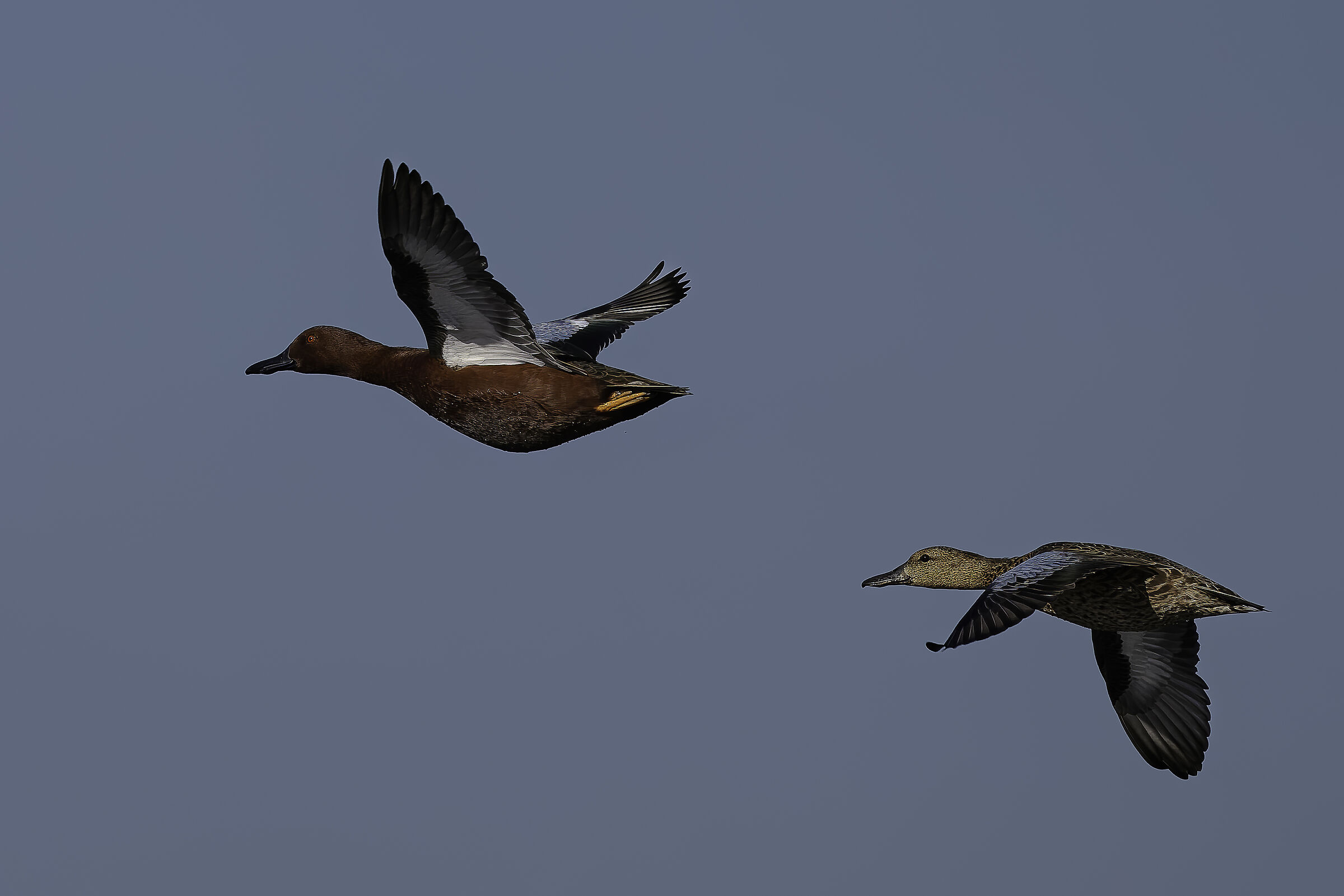 Alzavola cannella in coppia