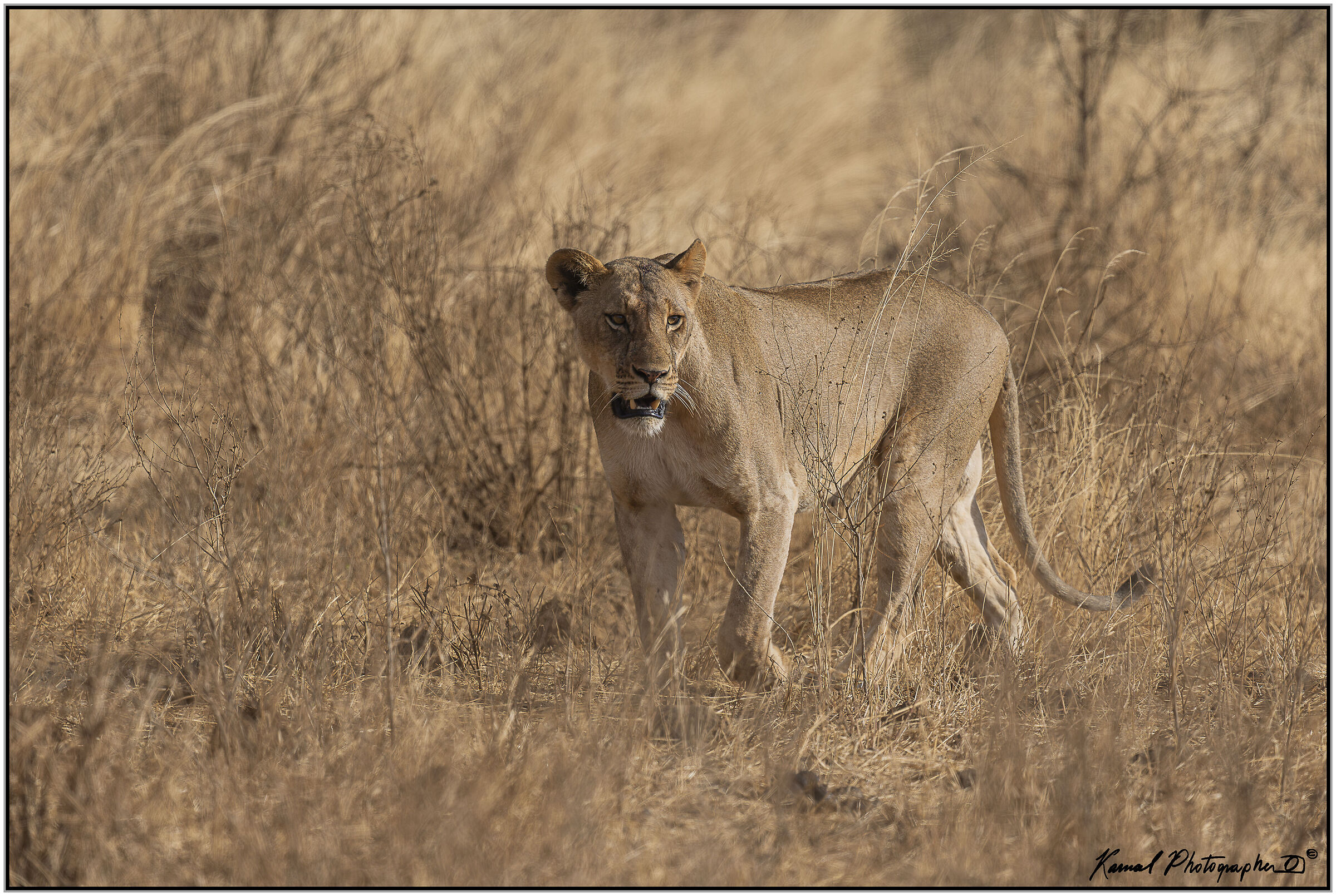 Leone(Panthera leo)
