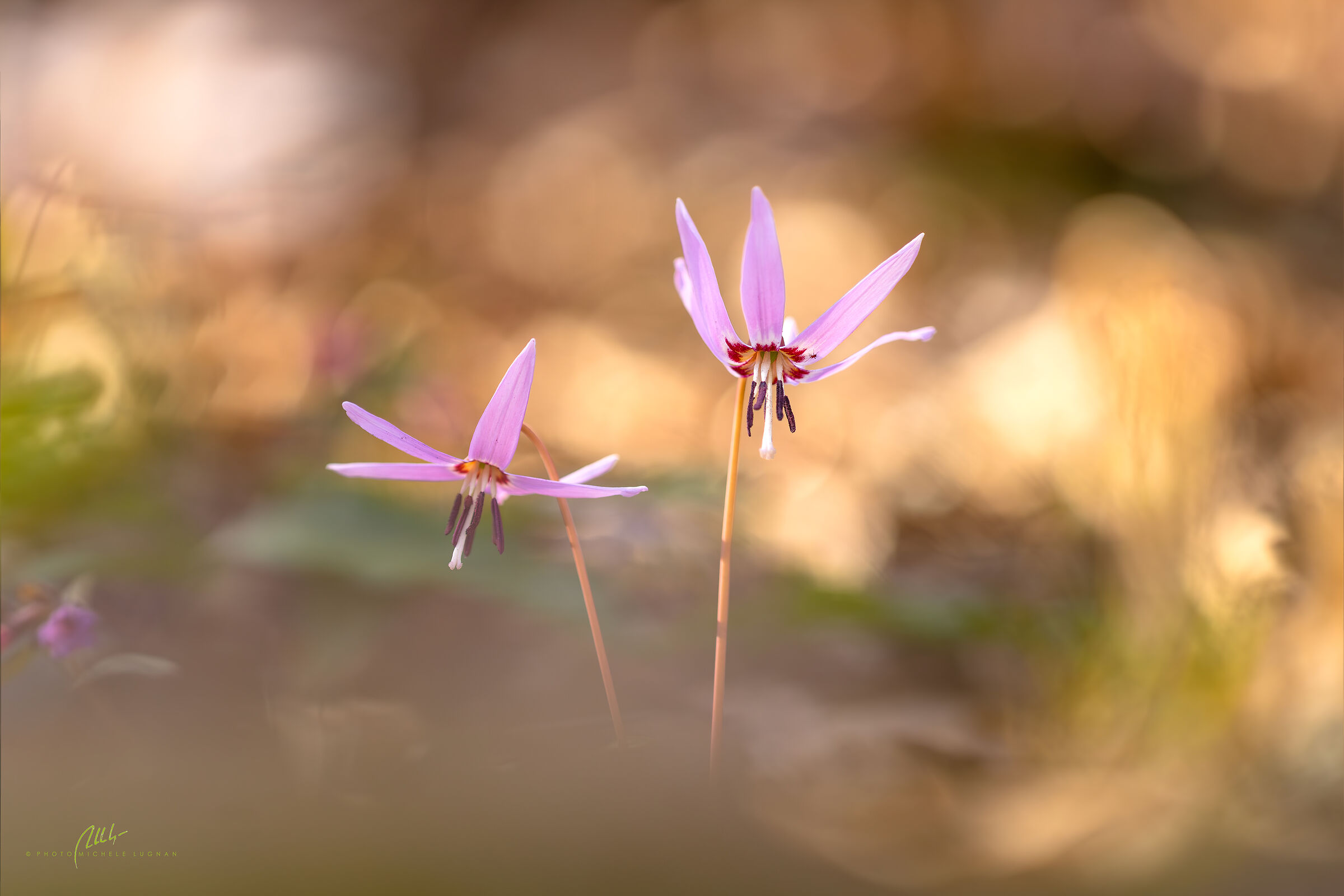 Erythronium dens-canis (dog's tooth)