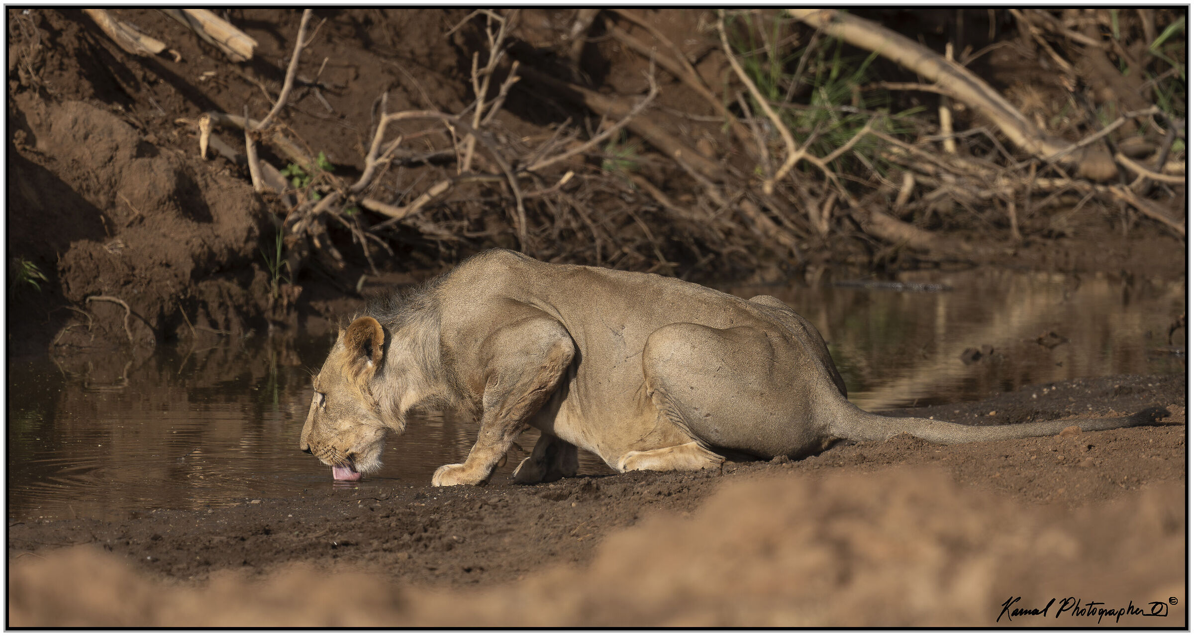 Leone(Panthera leo)