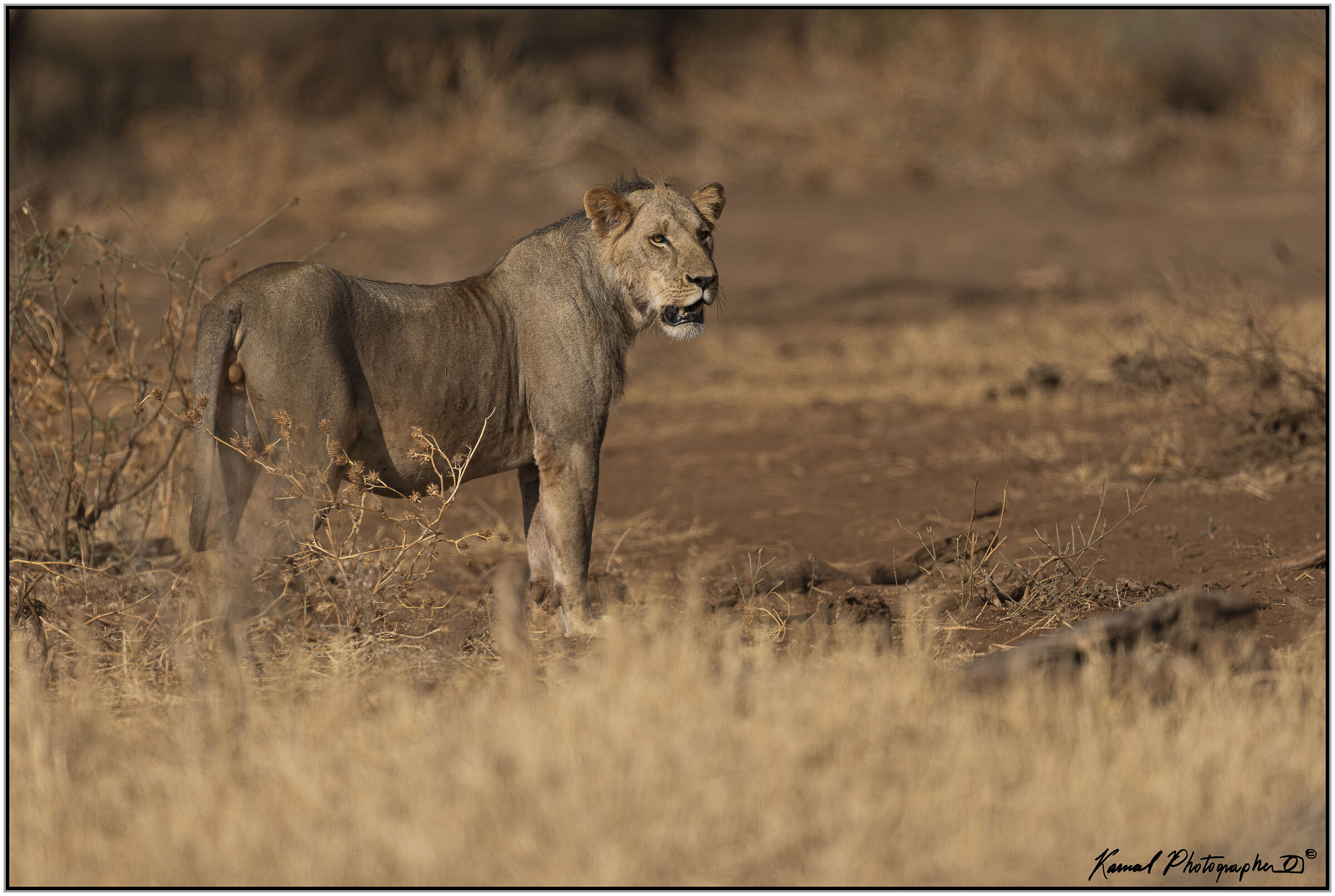 Leone(Panthera leo)