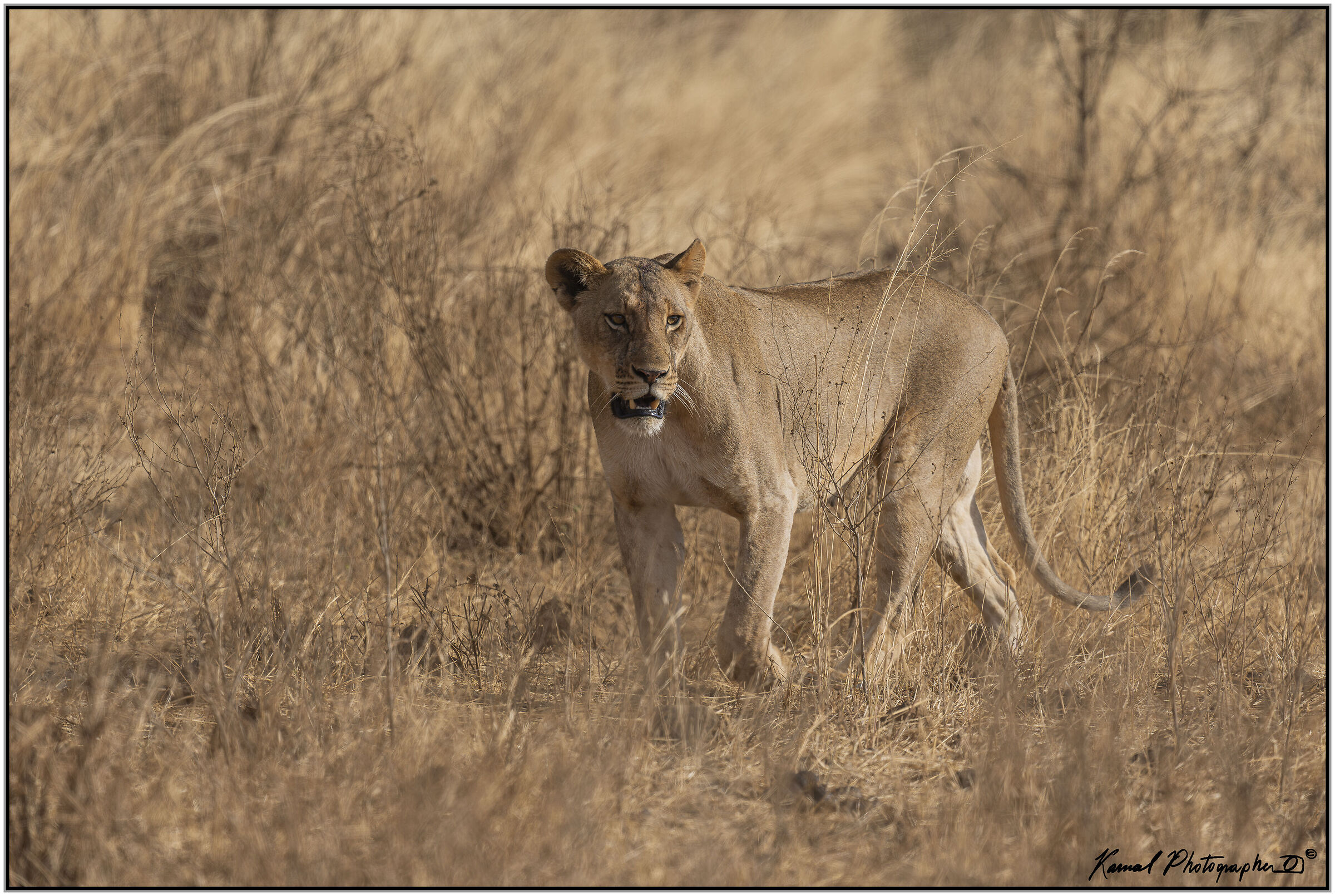 Leone(Panthera leo)