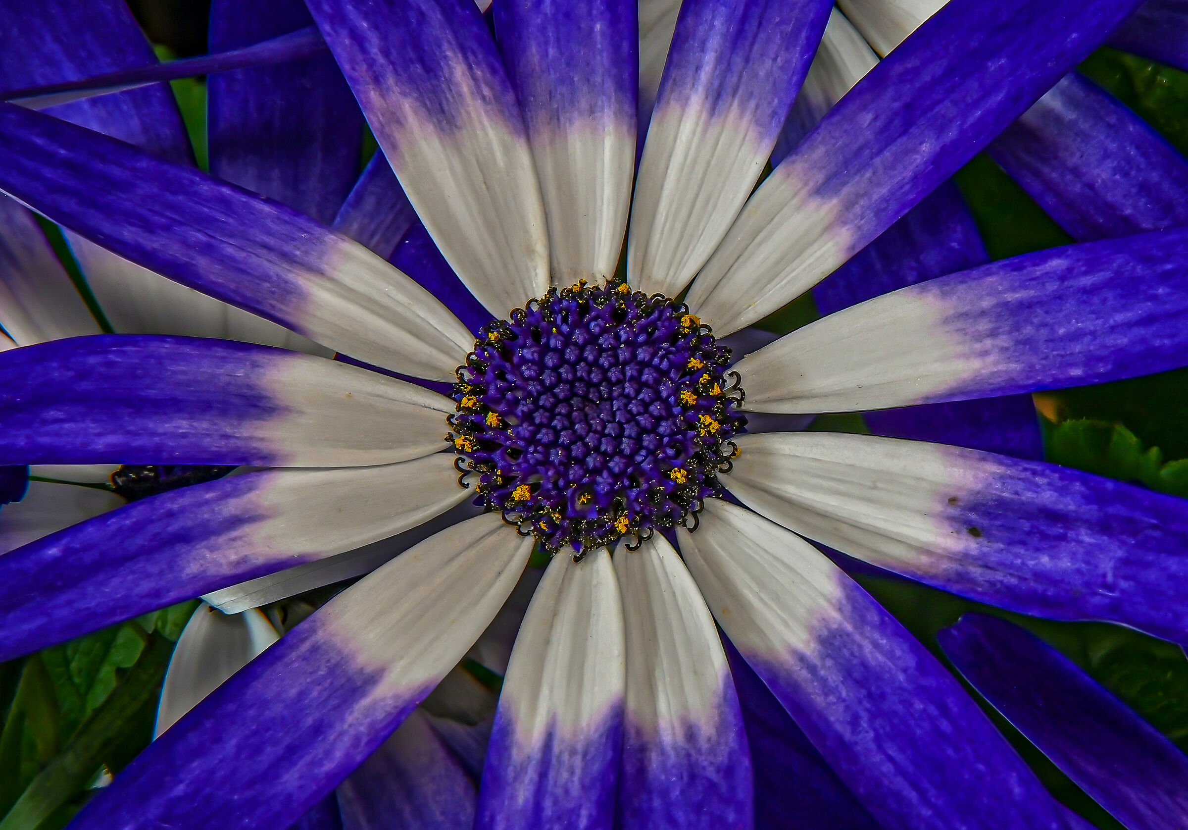 Cuore di Pericallis Cruentus