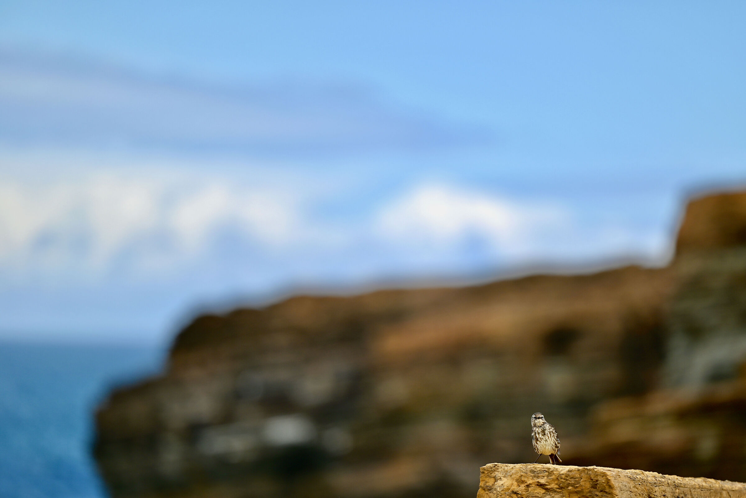 Curious bird, Orkney Islands