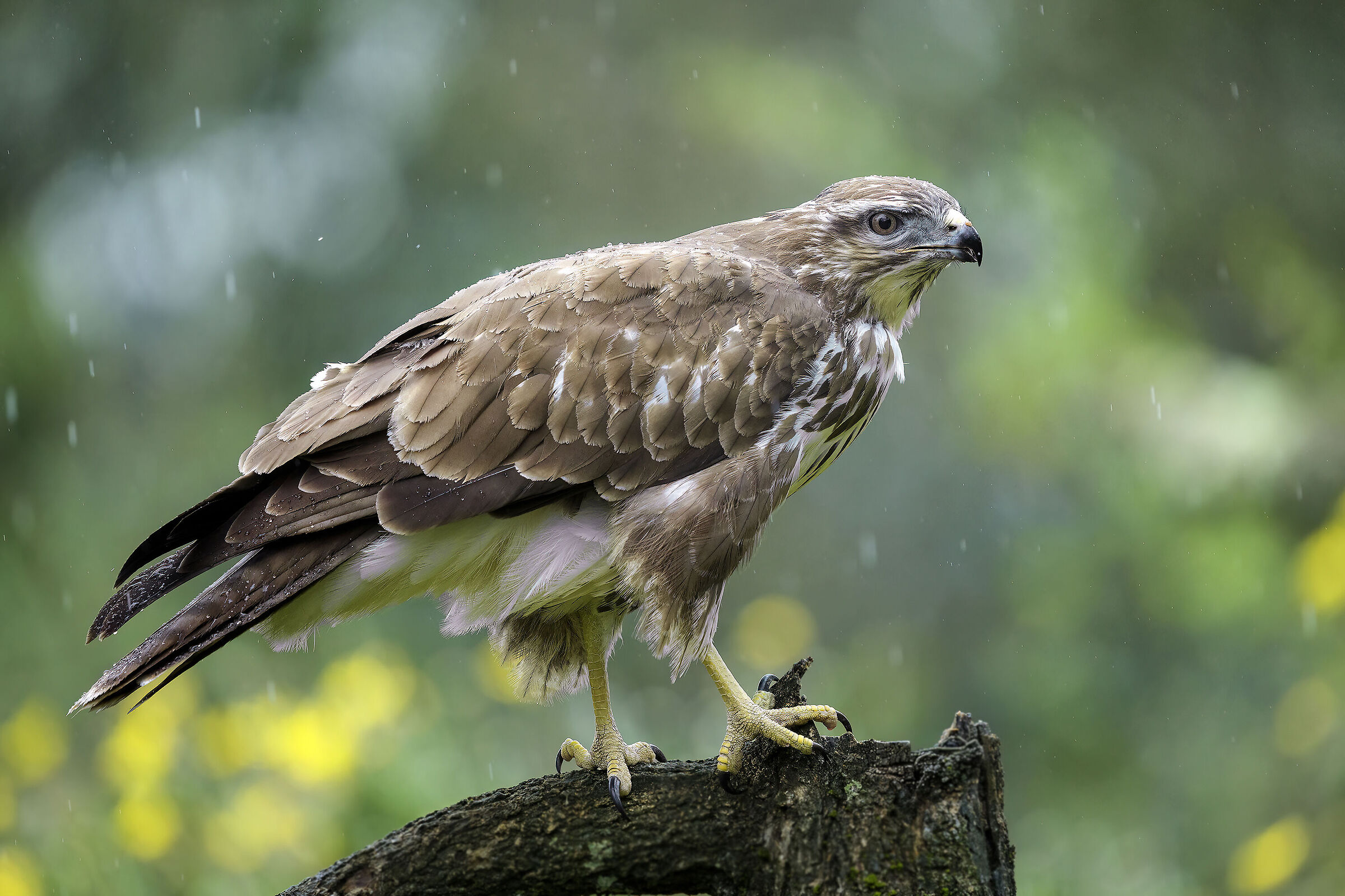 Poiana sotto pioggia battente