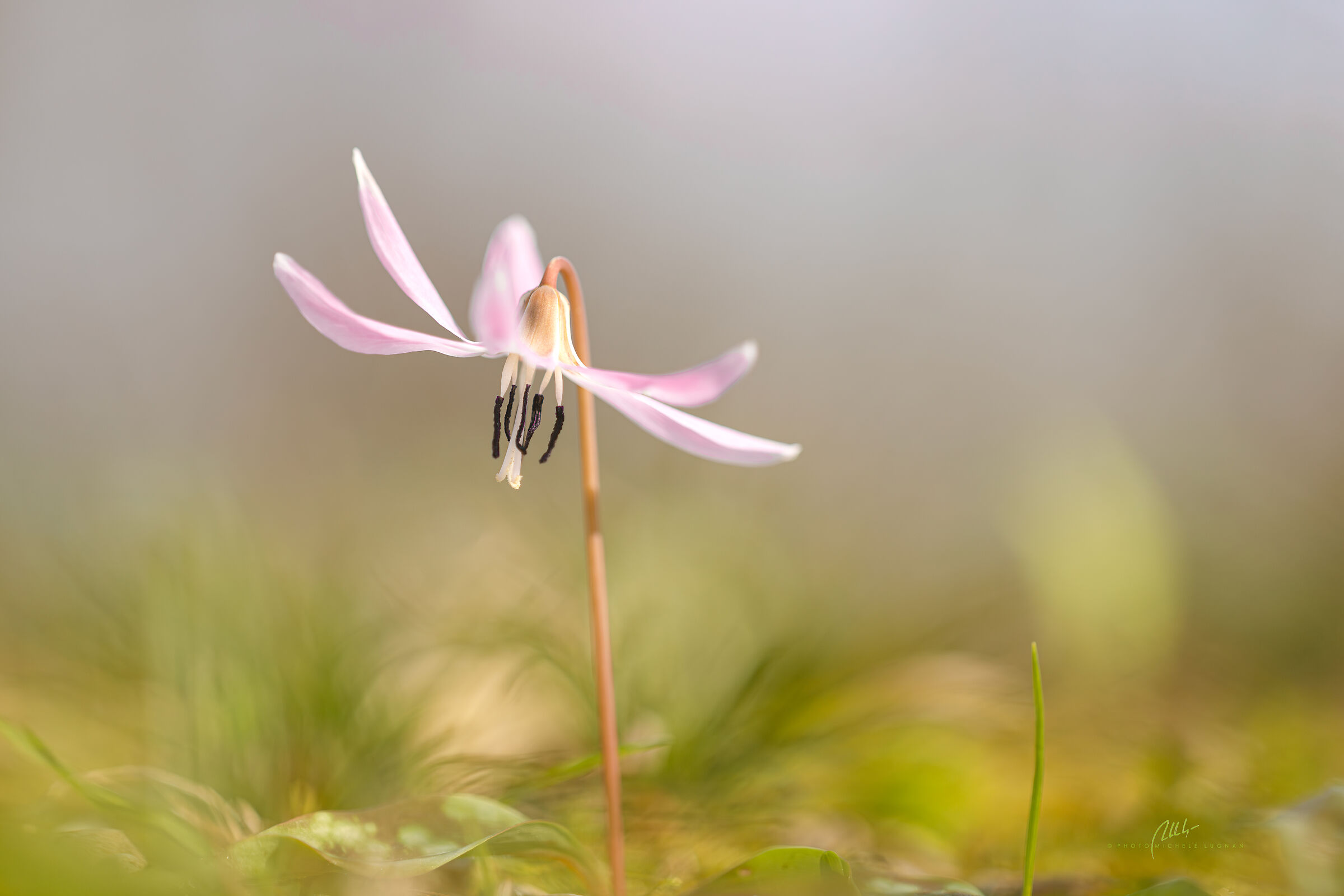 Erythronium dens-canis (dog's tooth)