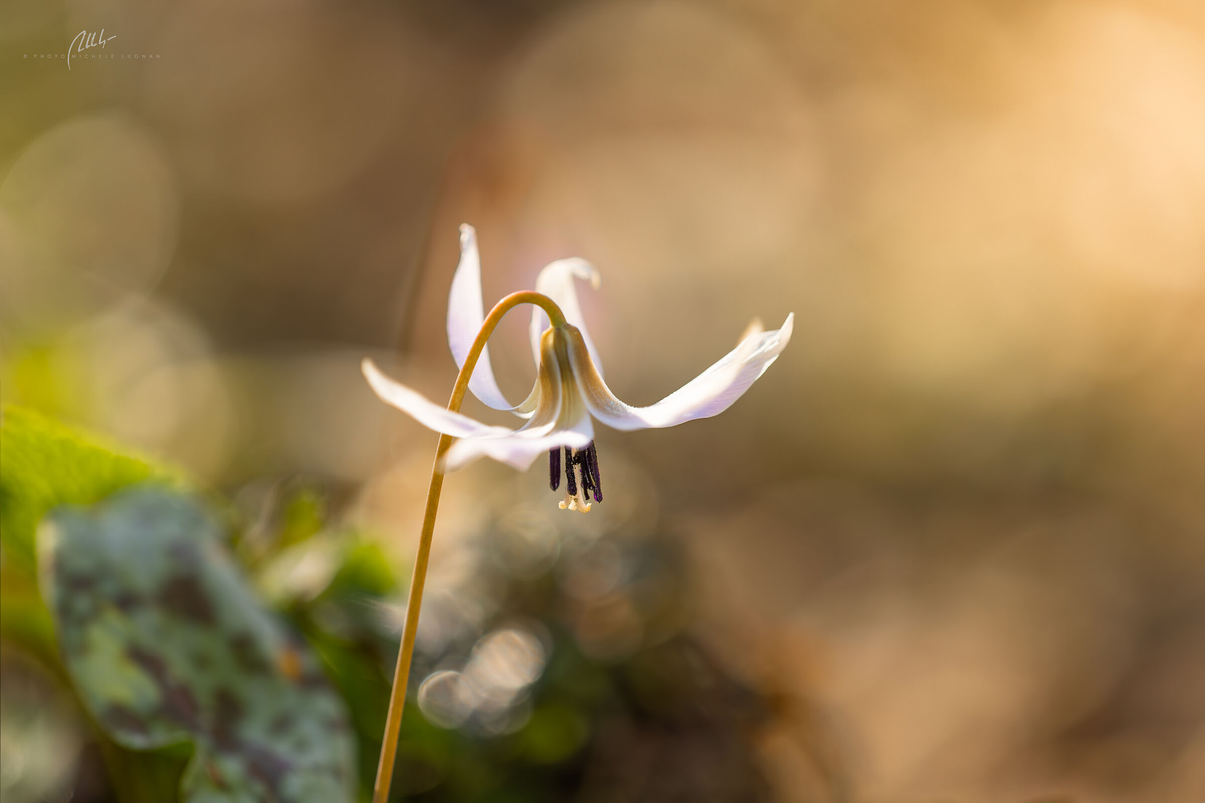 Erythronium dens-canis (dog's tooth)