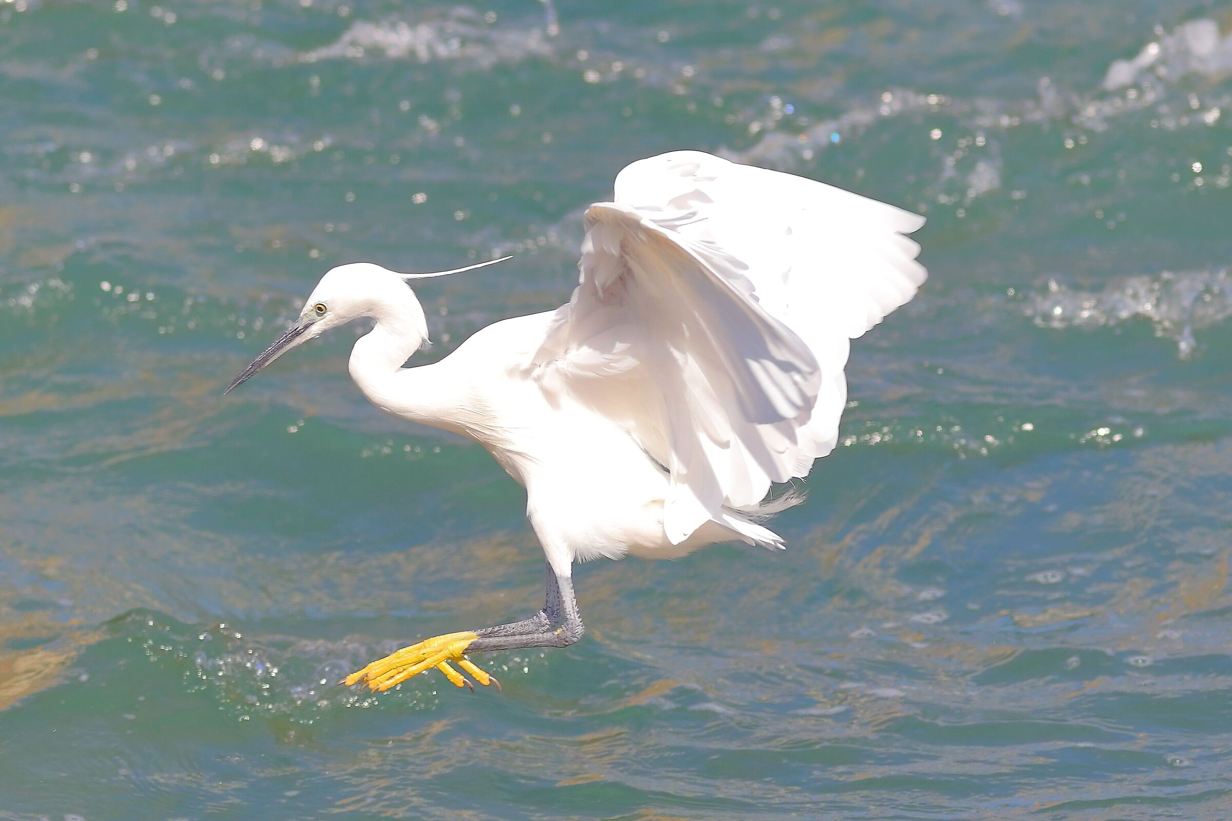 Little Egret 19 September 2025 - 0057