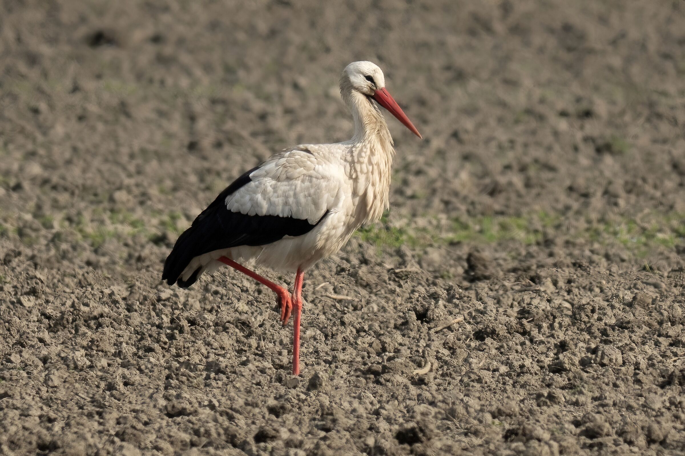 Stork