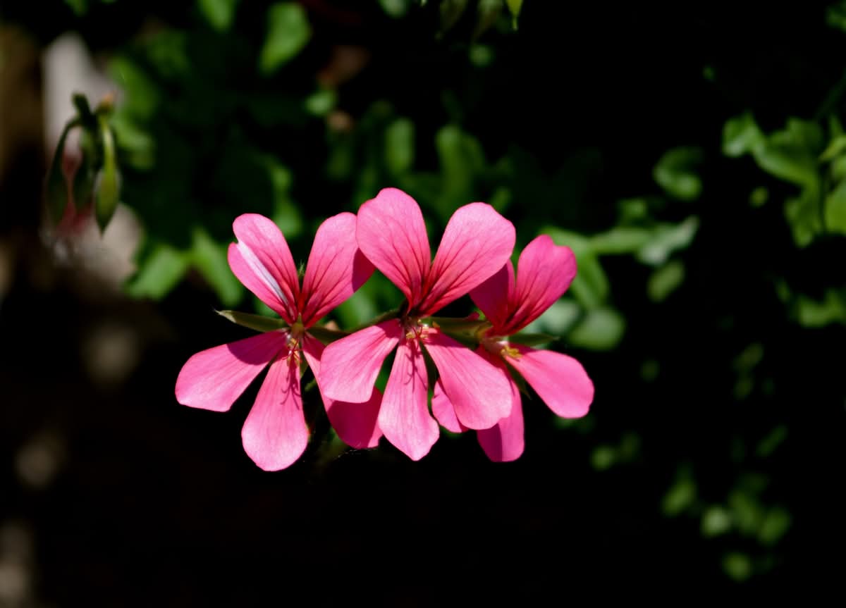 Geranium in spring