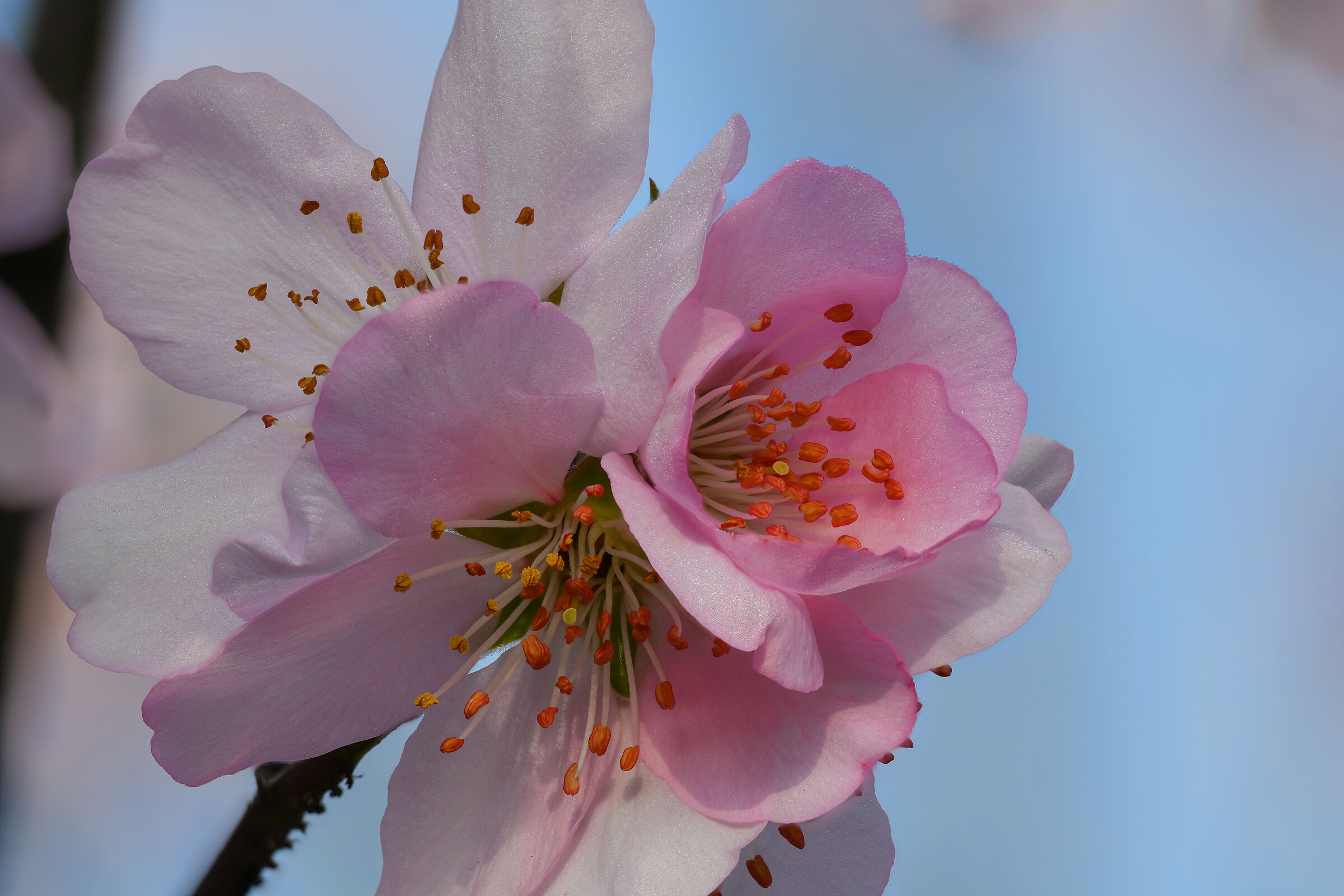 Festive plum blossom