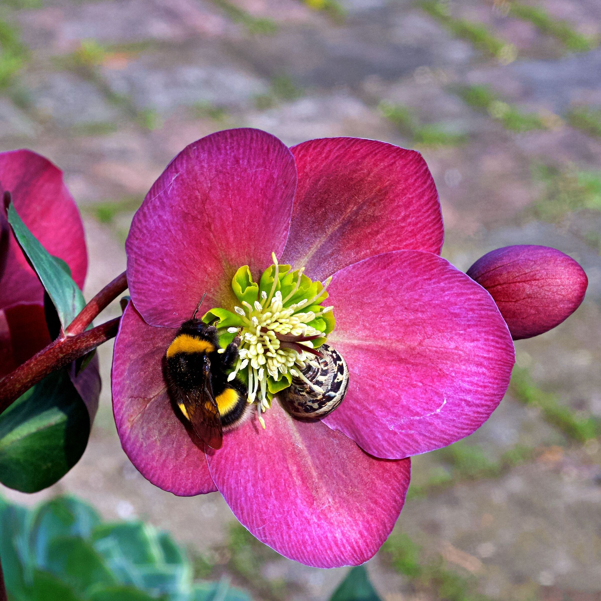 The bumblebee and the snail