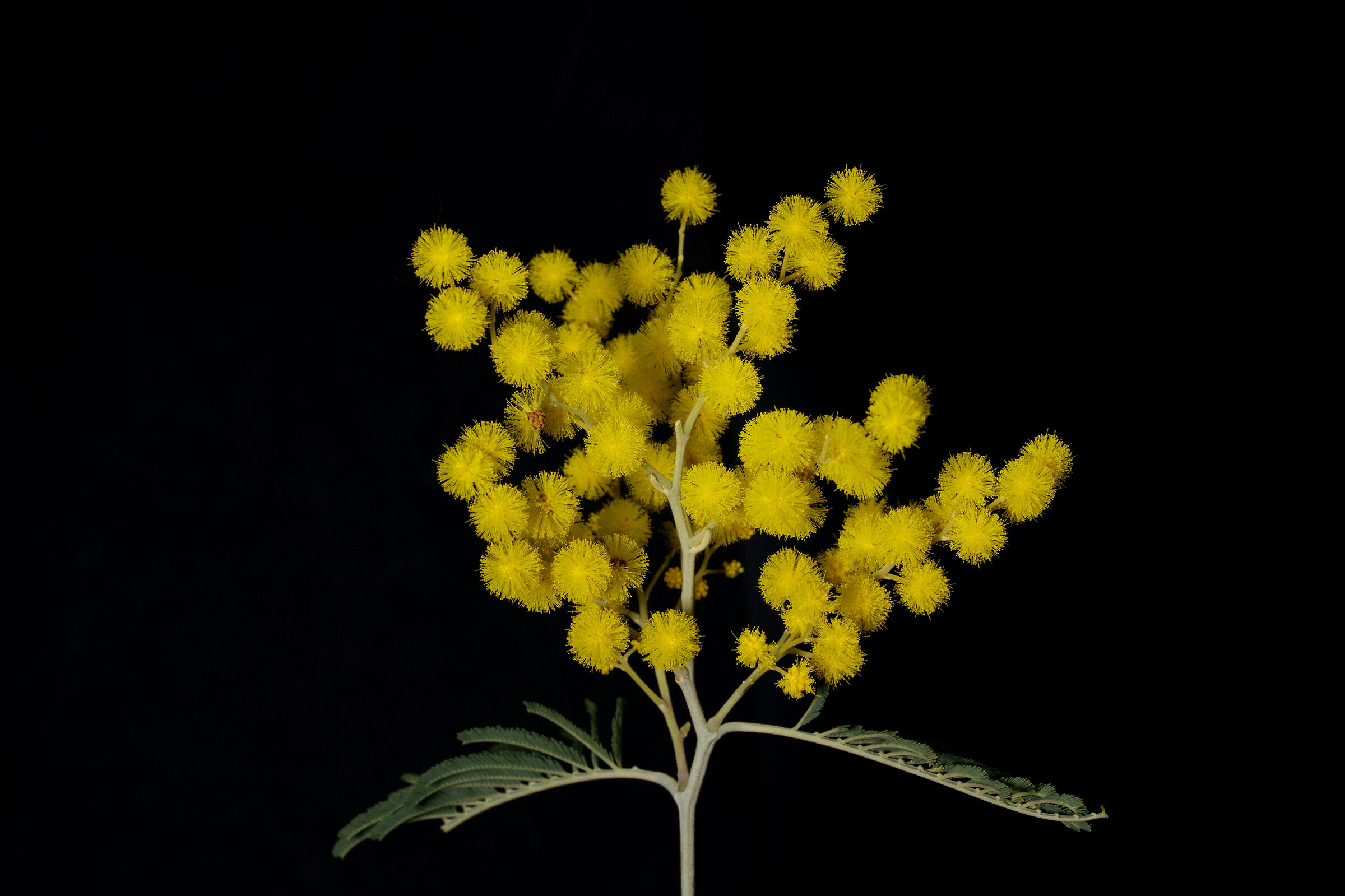 Mimosa...