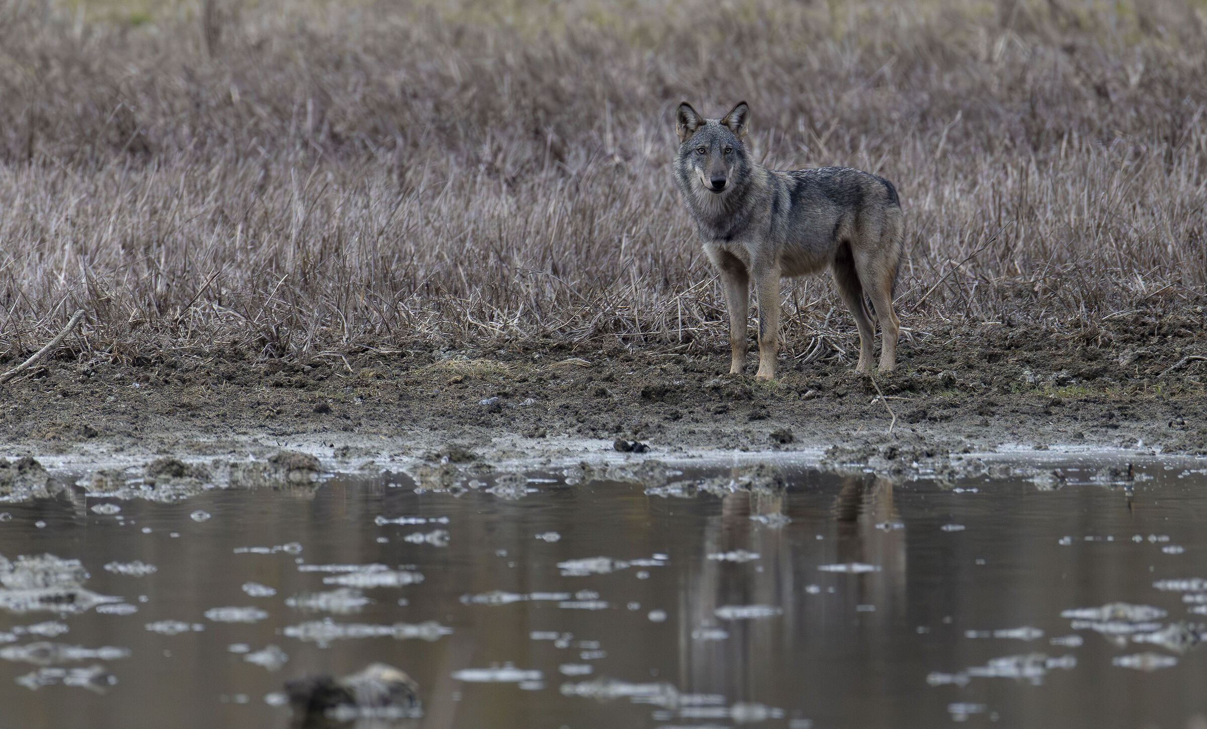 wolf