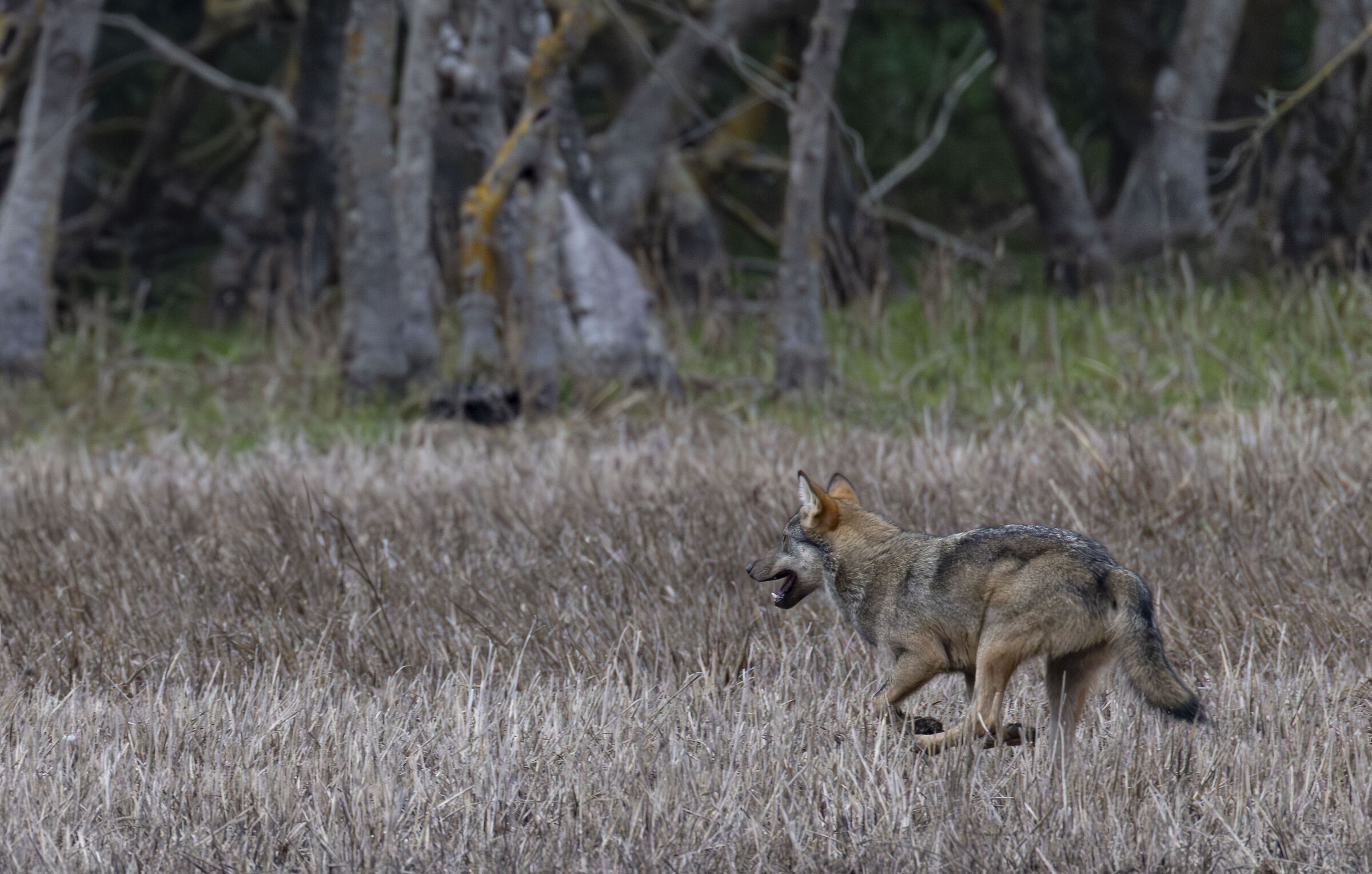 Wolf on the run