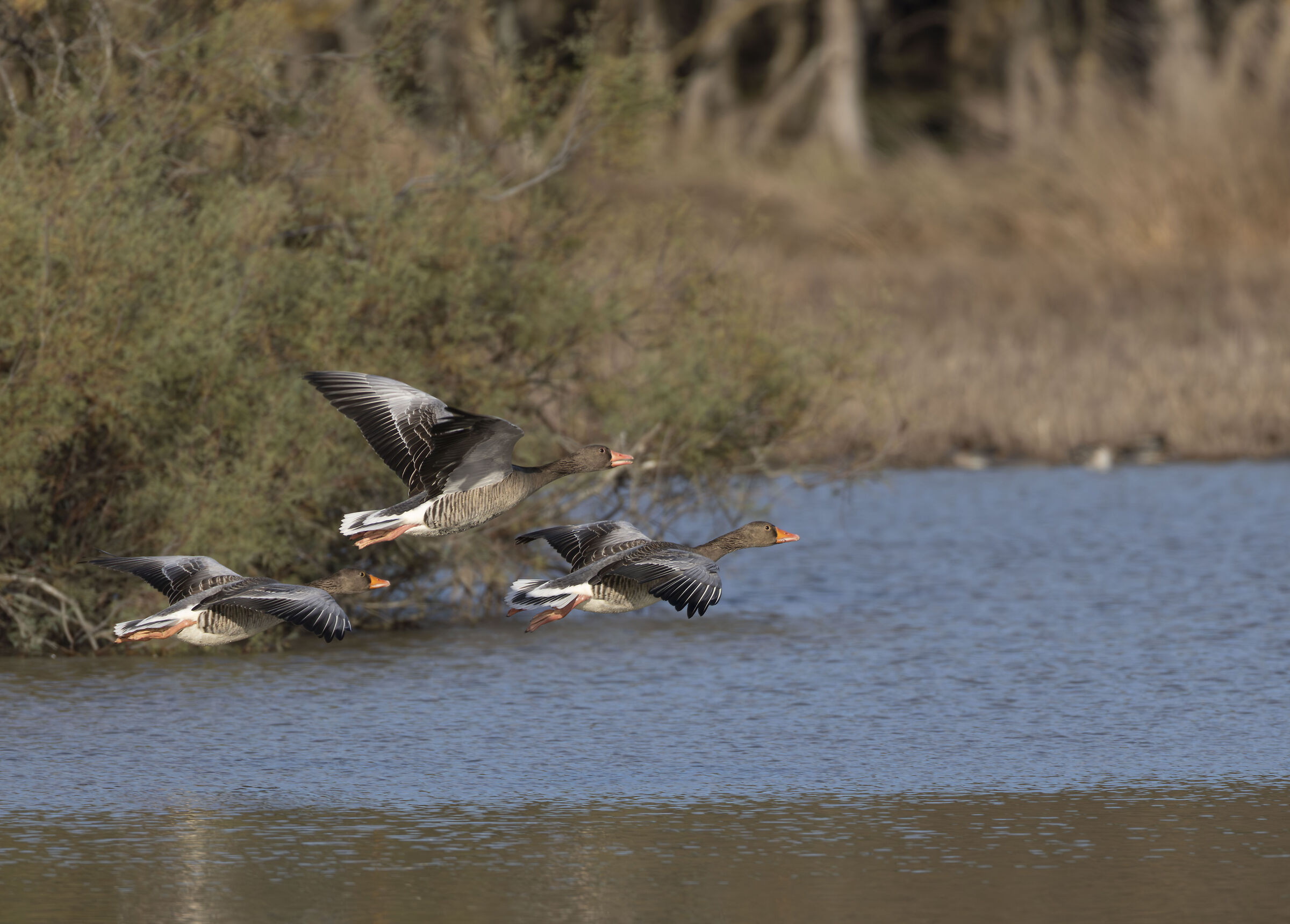 Geese 1