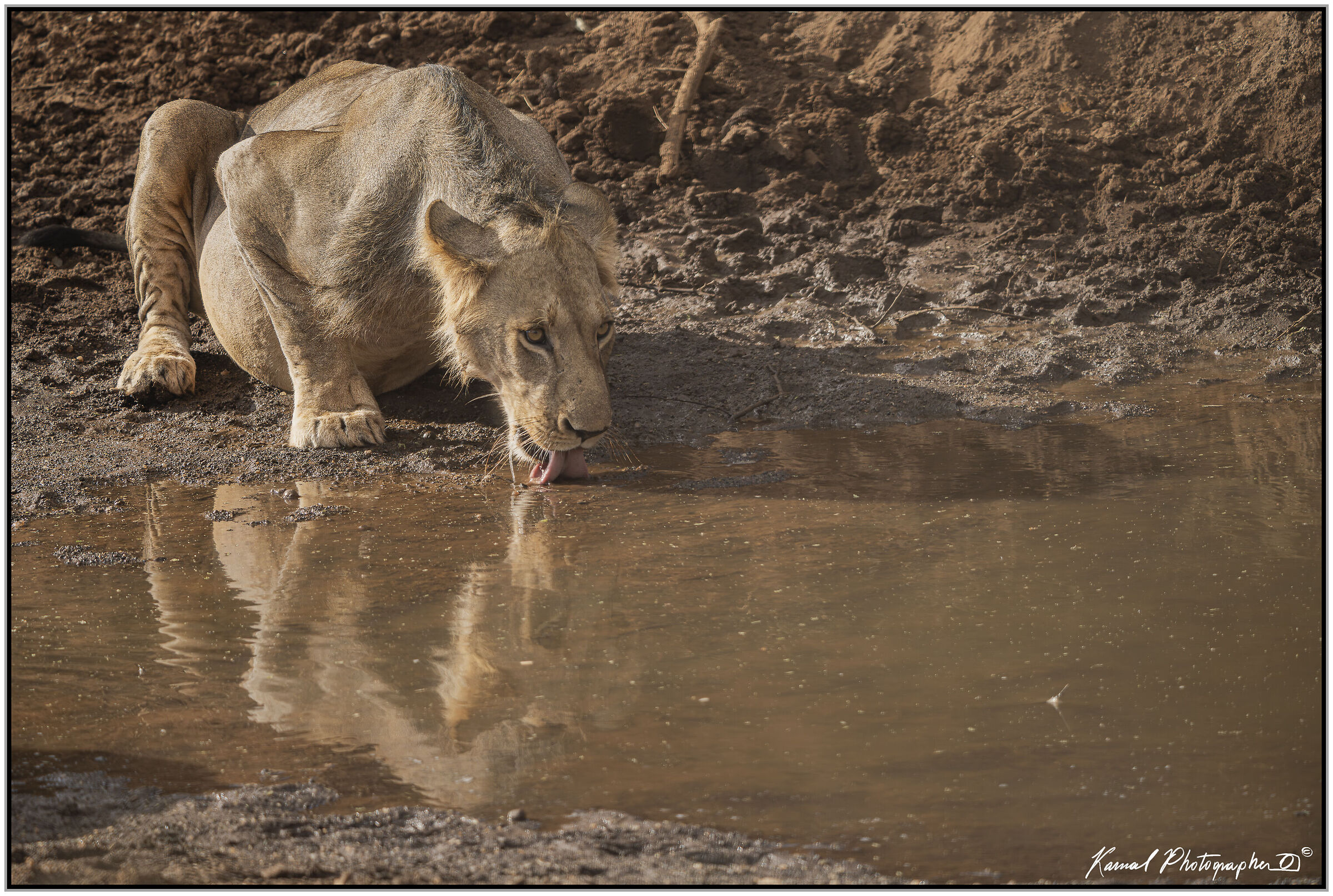 Leone(Panthera leo)