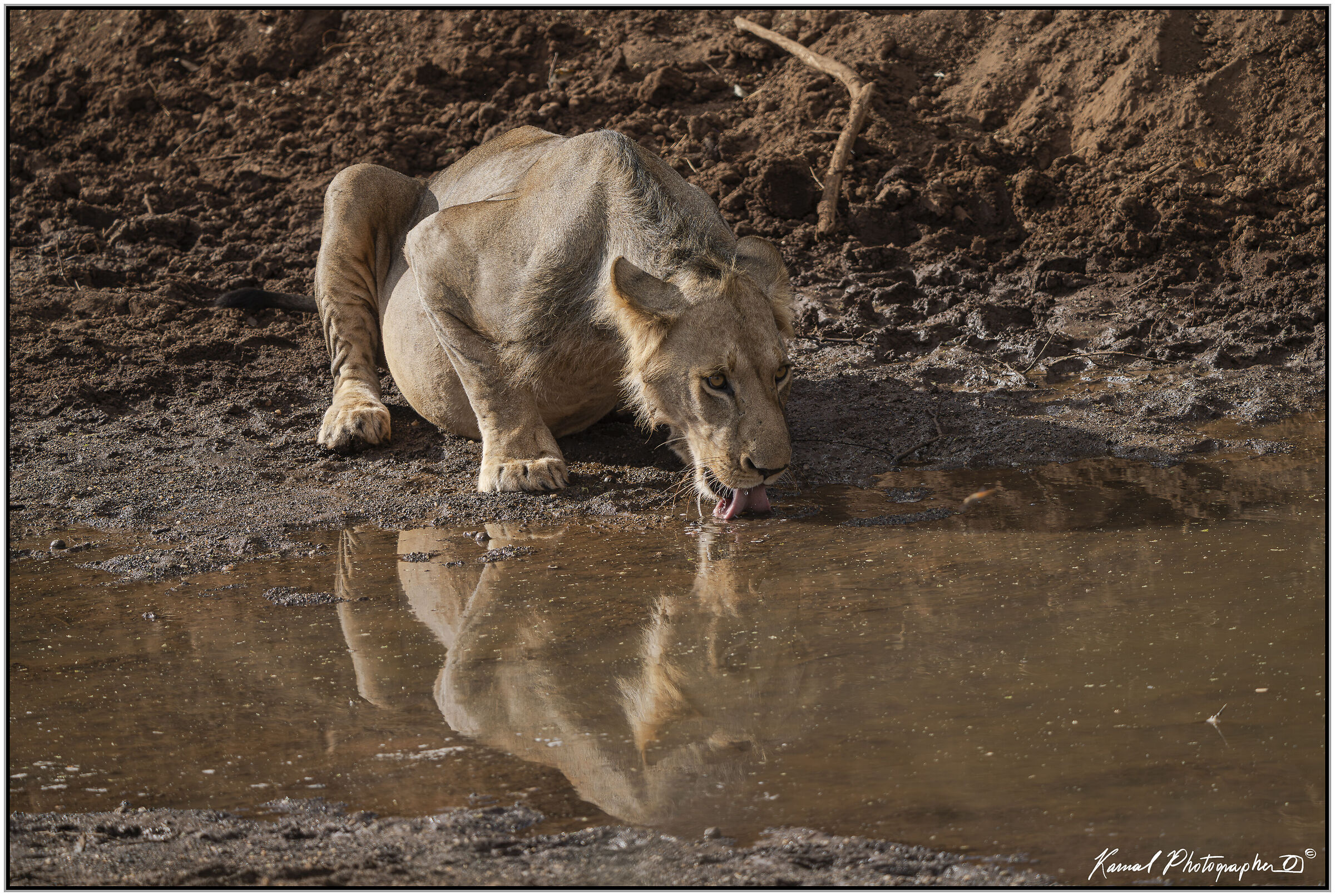 Leone(Panthera leo)