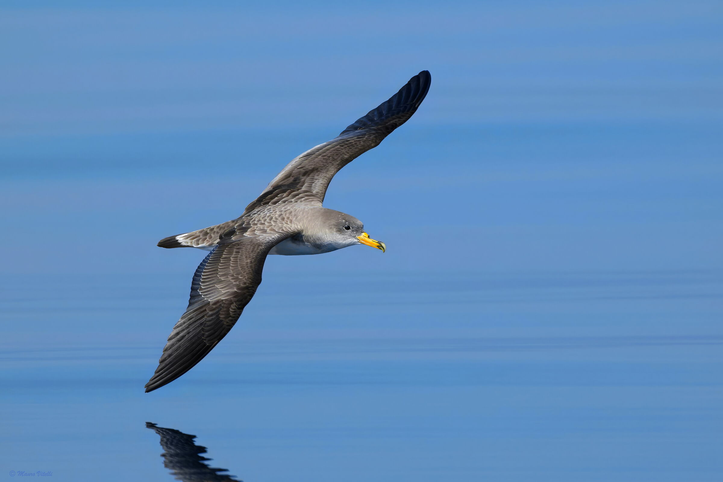 Cory's Shearwater (Calonectris diomedea)