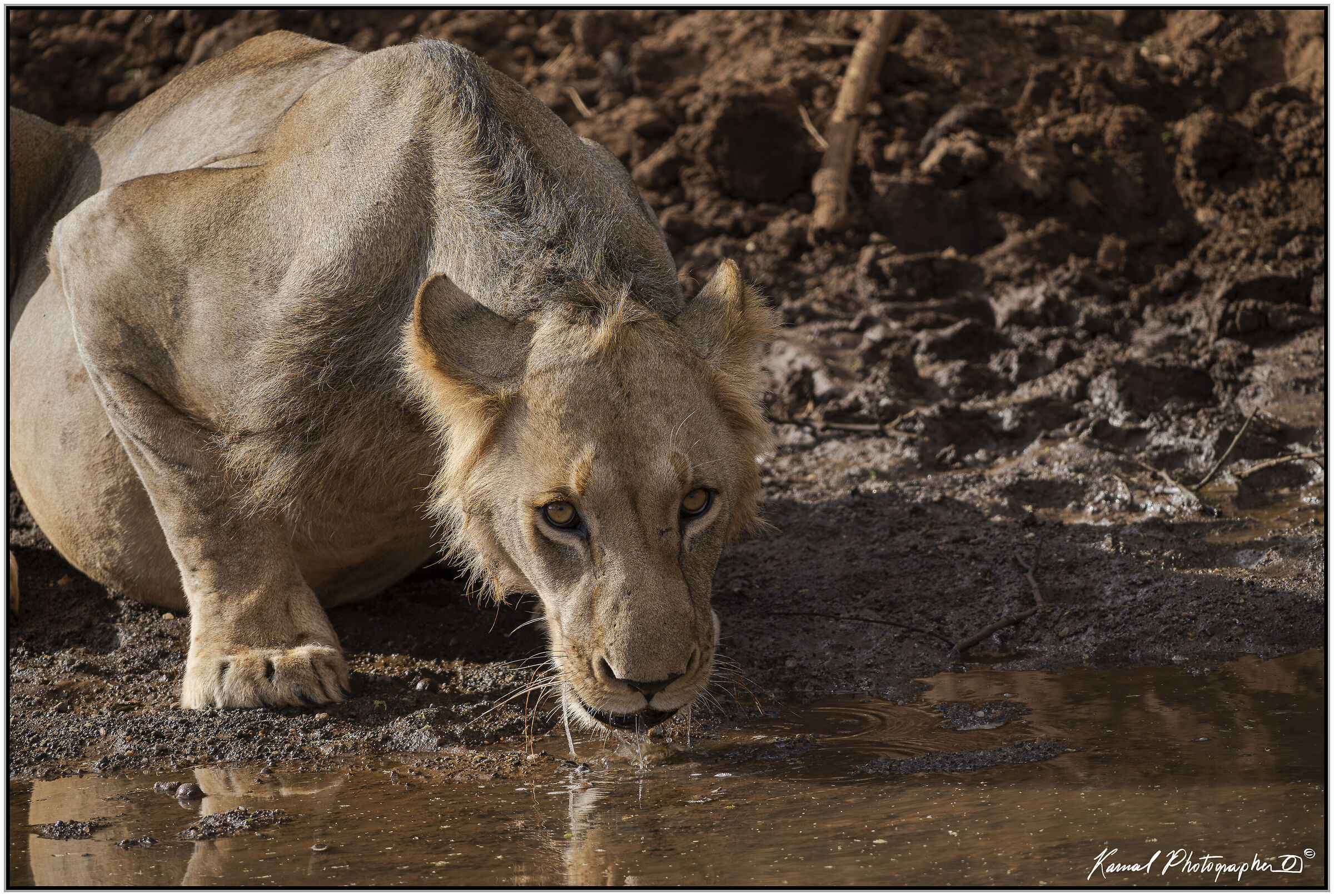 Leone(Panthera leo)