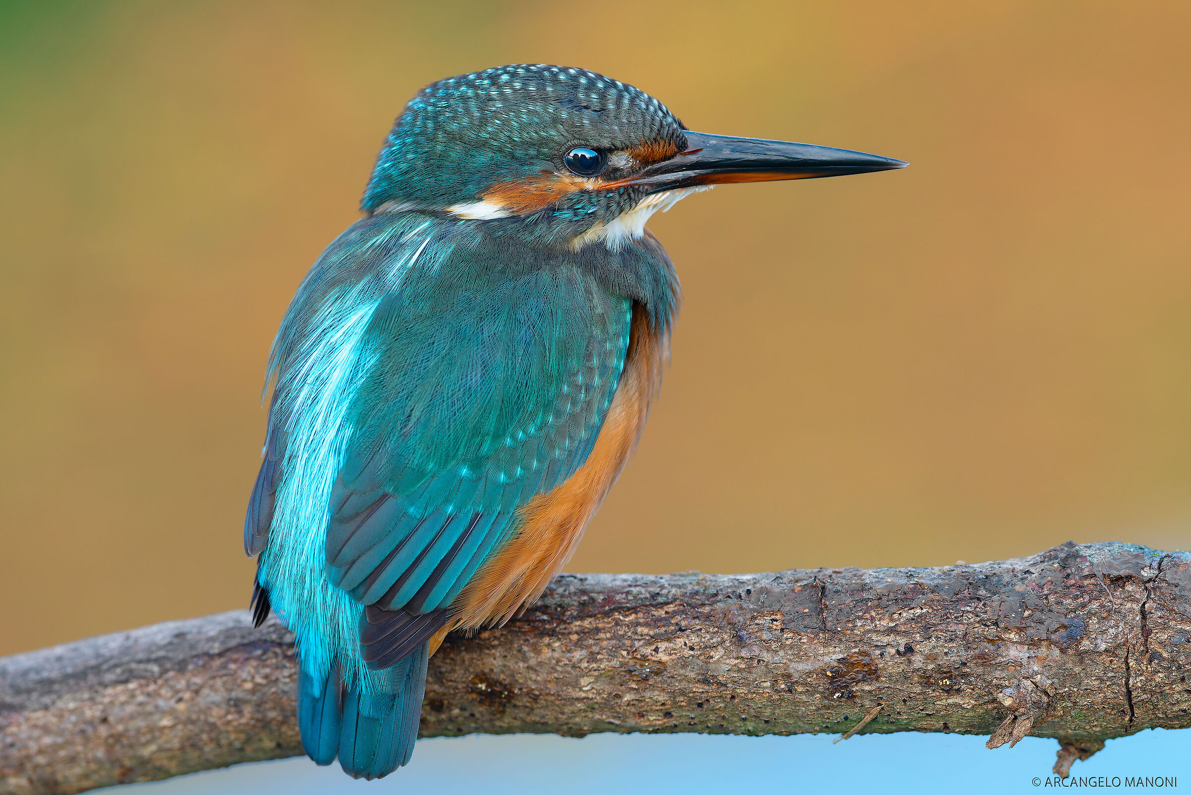 An X-ray of the martin