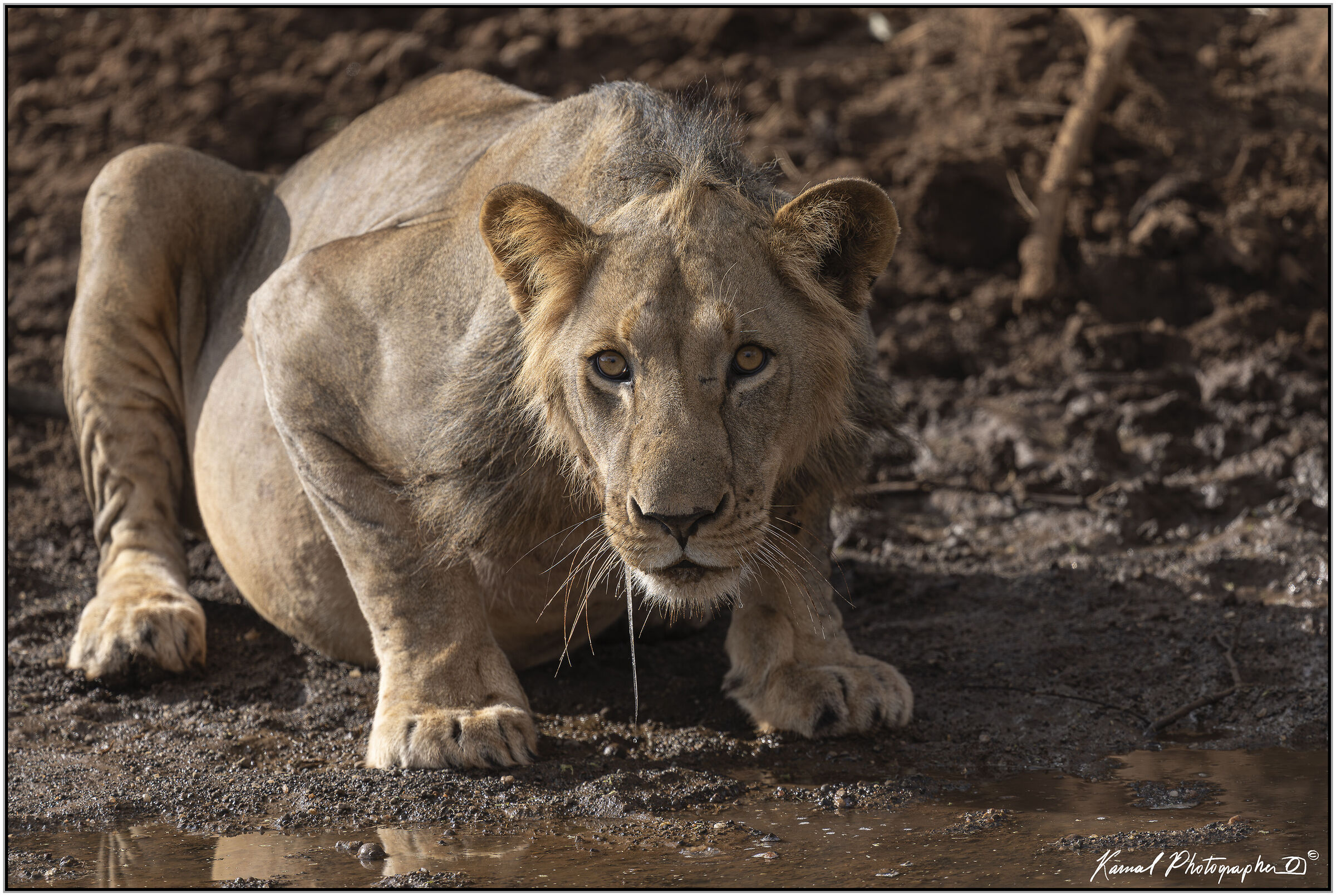 Leone(Panthera leo)