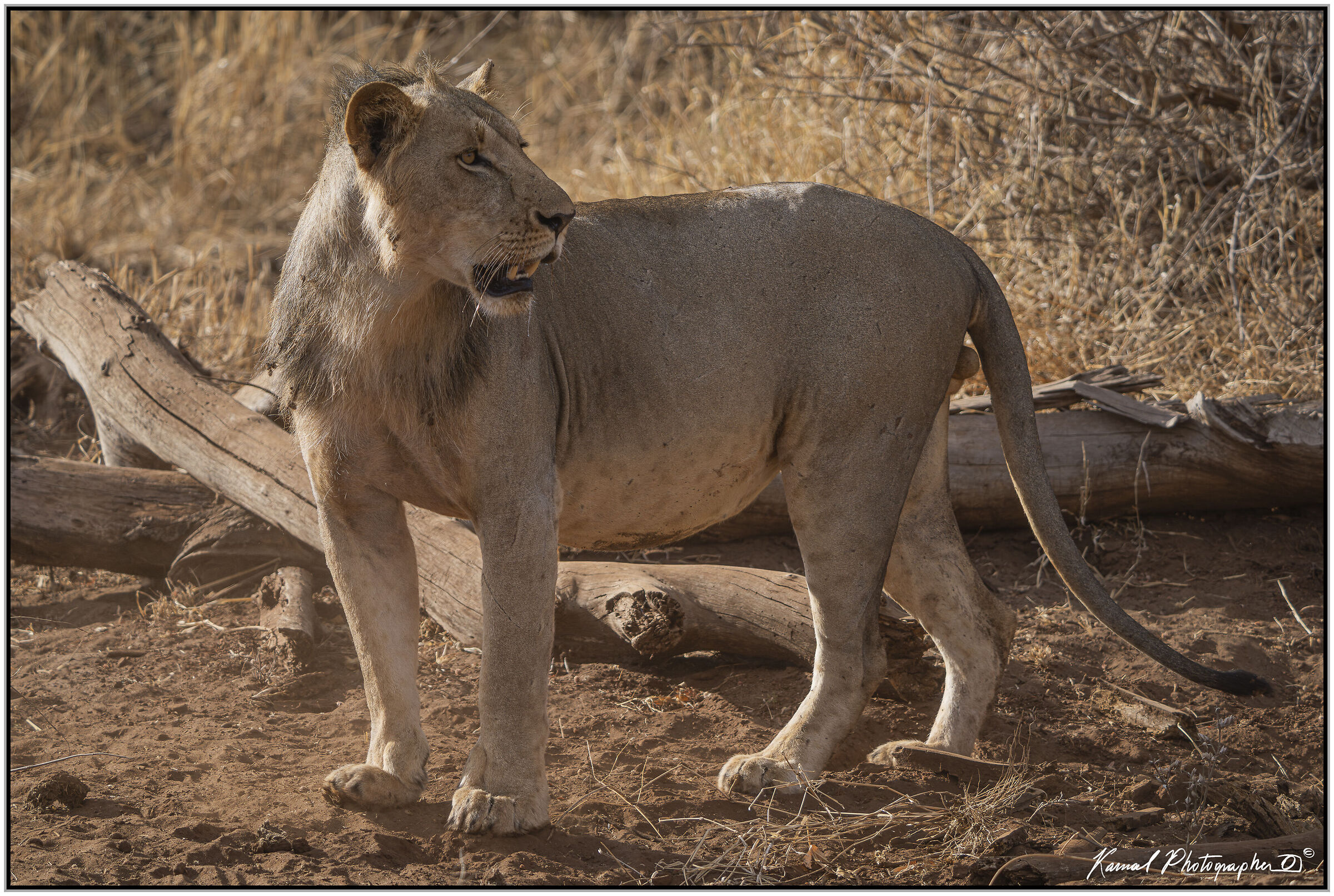 Leone(Panthera leo)