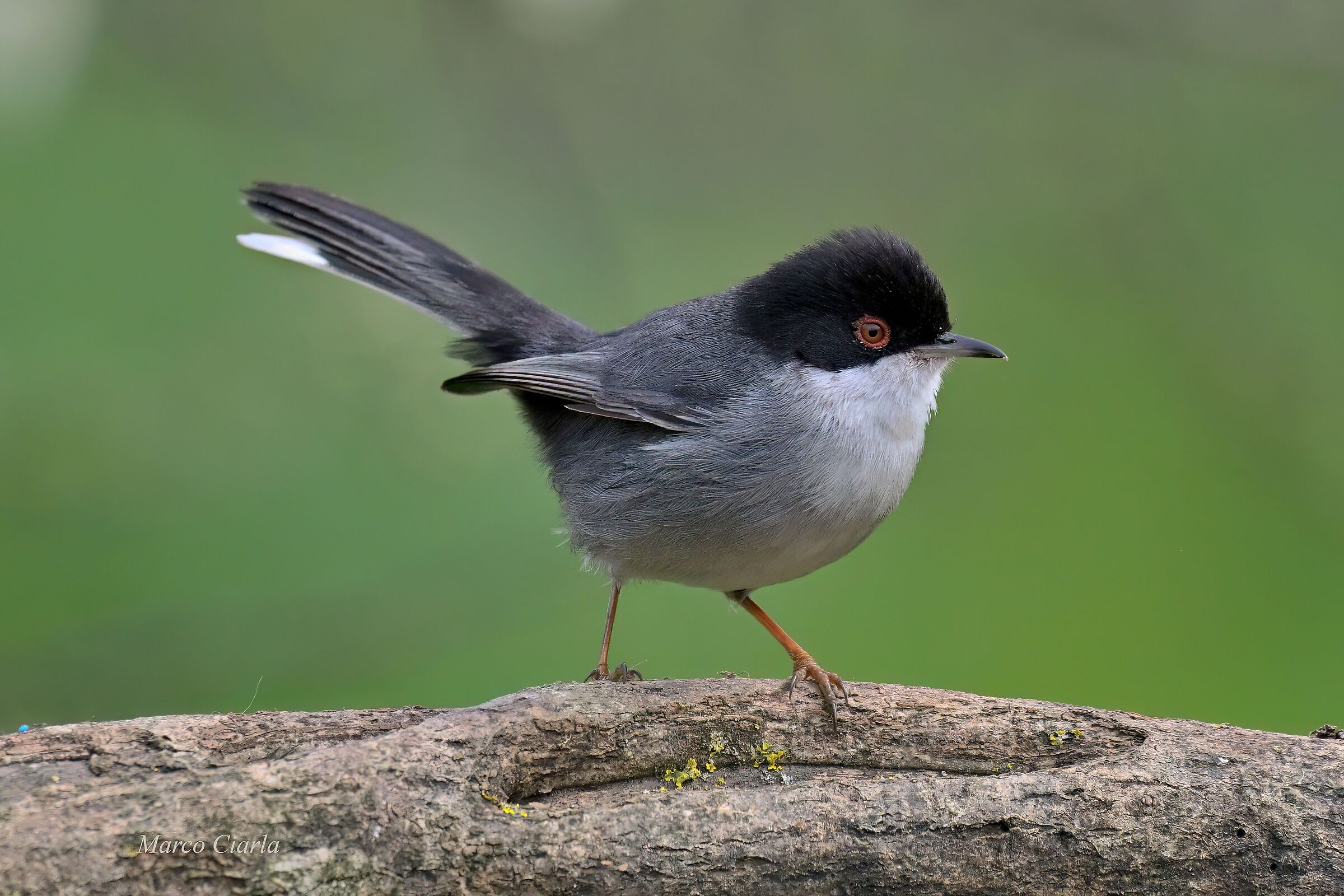 Occhiocotto (Curruca melanocephala )