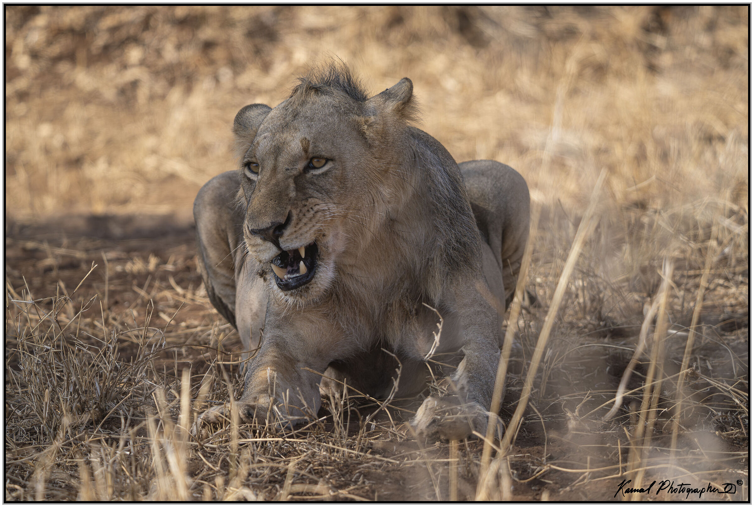 Leone(Panthera leo)