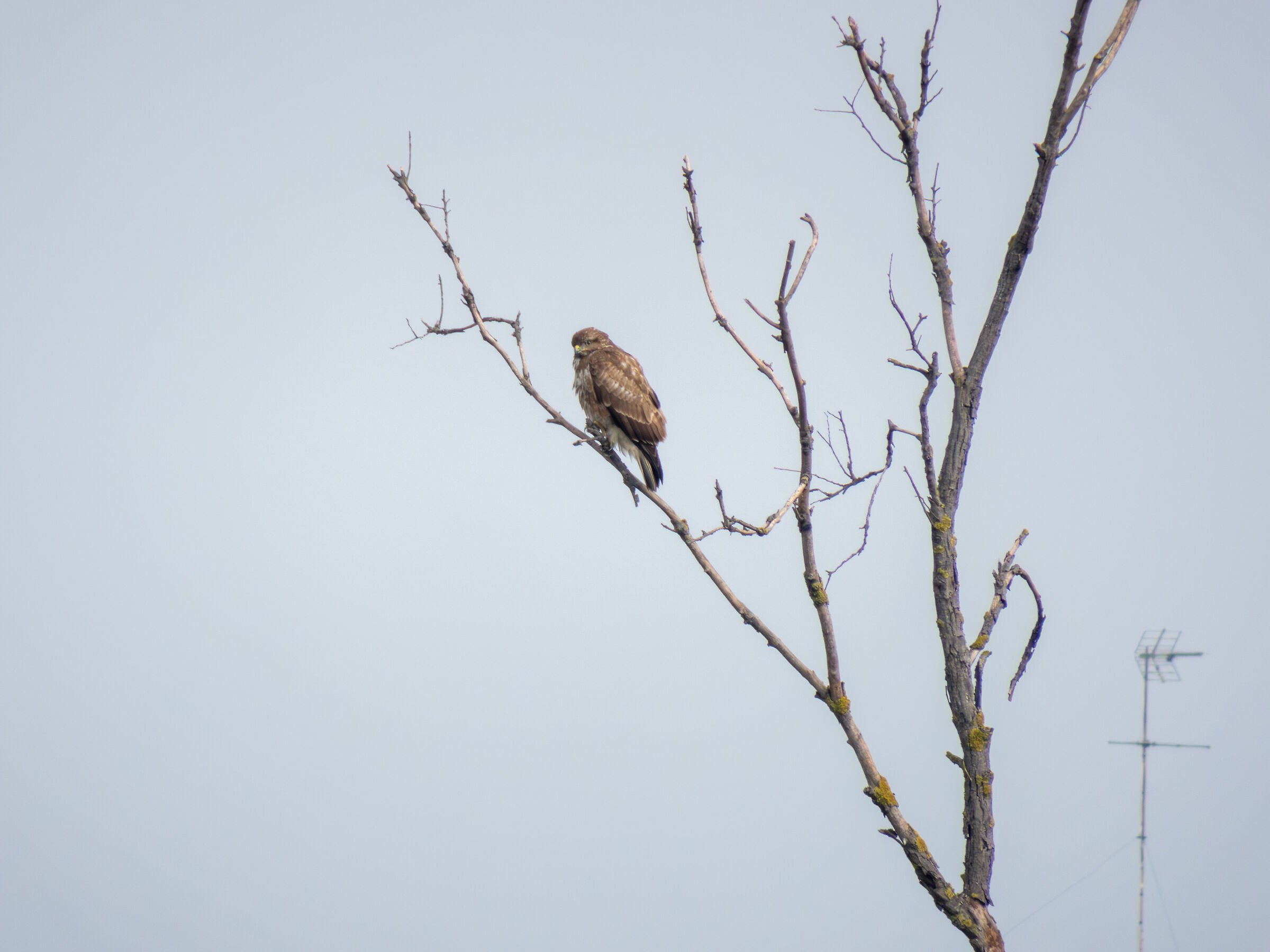 poiana vicino alla città 1