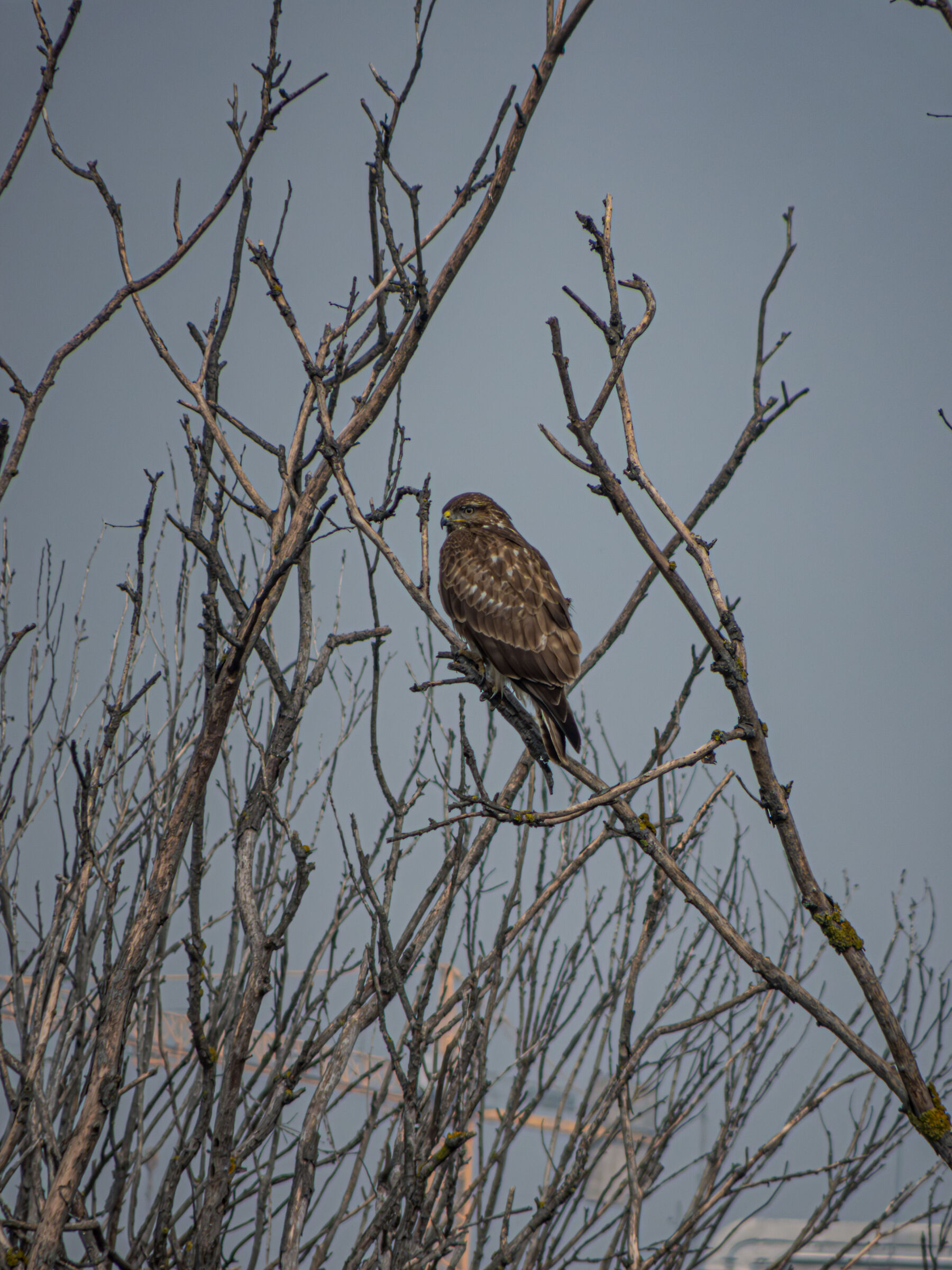 buzzard near town 2