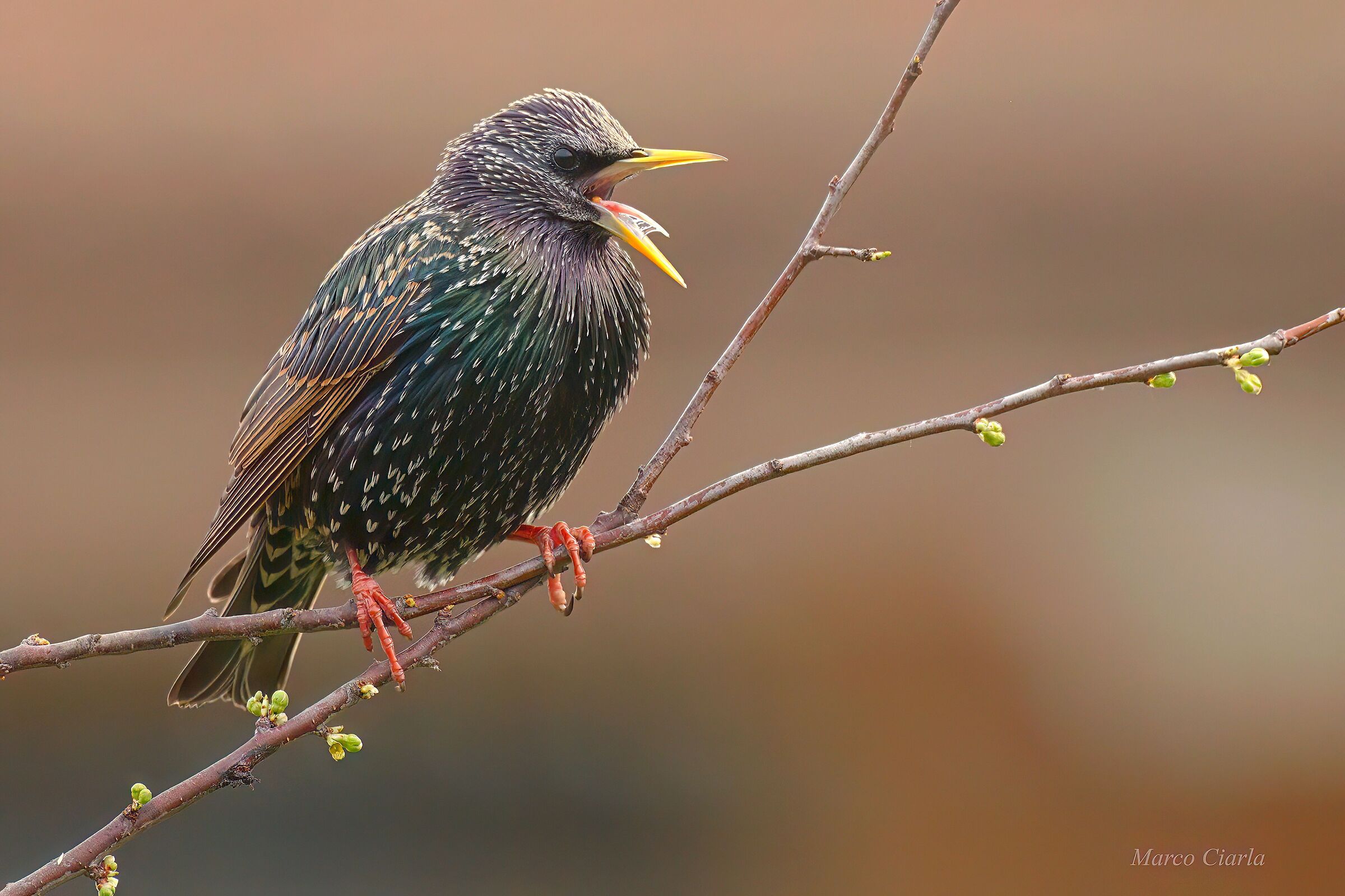 Starling (Sturnus vulgaris)