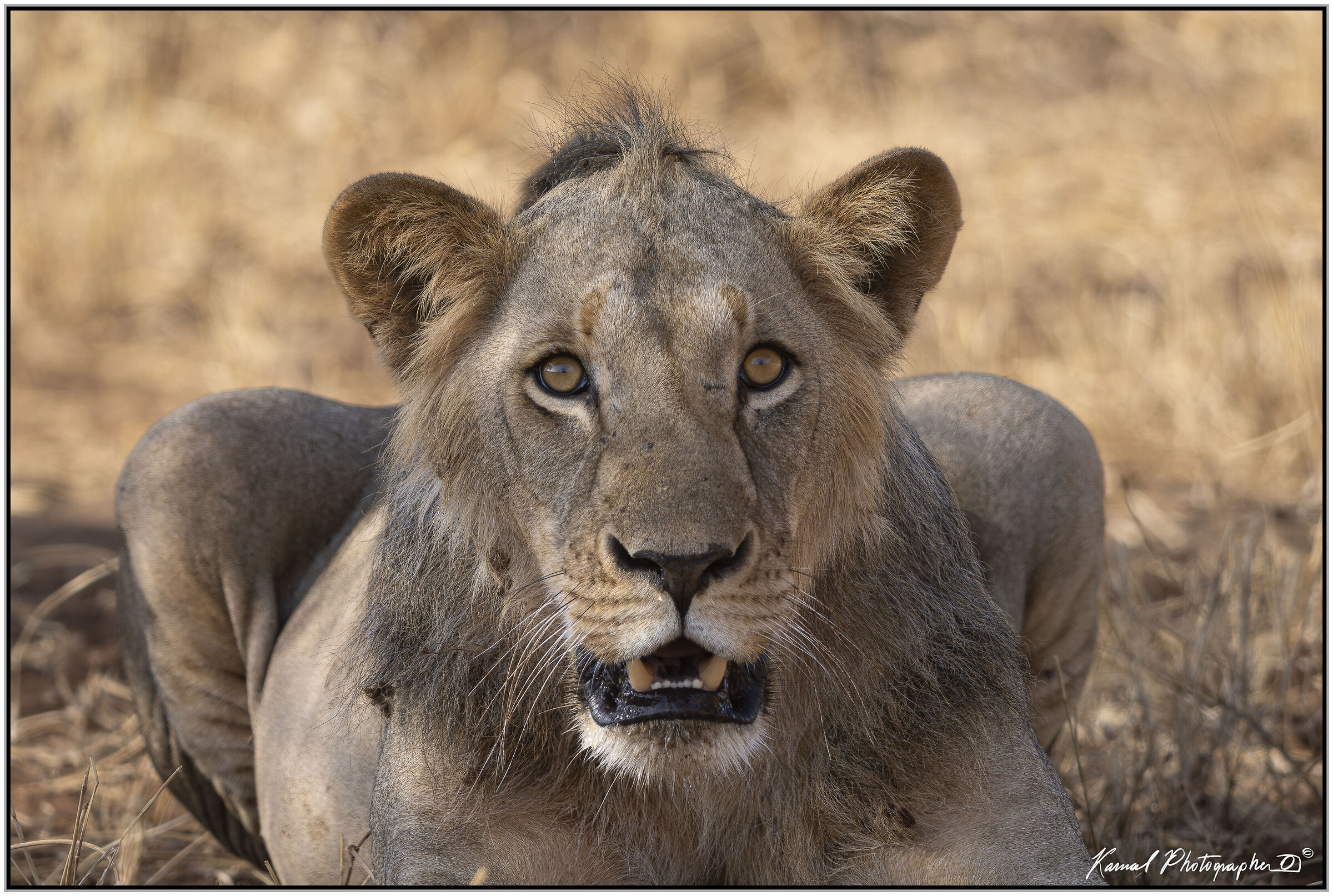 Leone(Panthera leo)