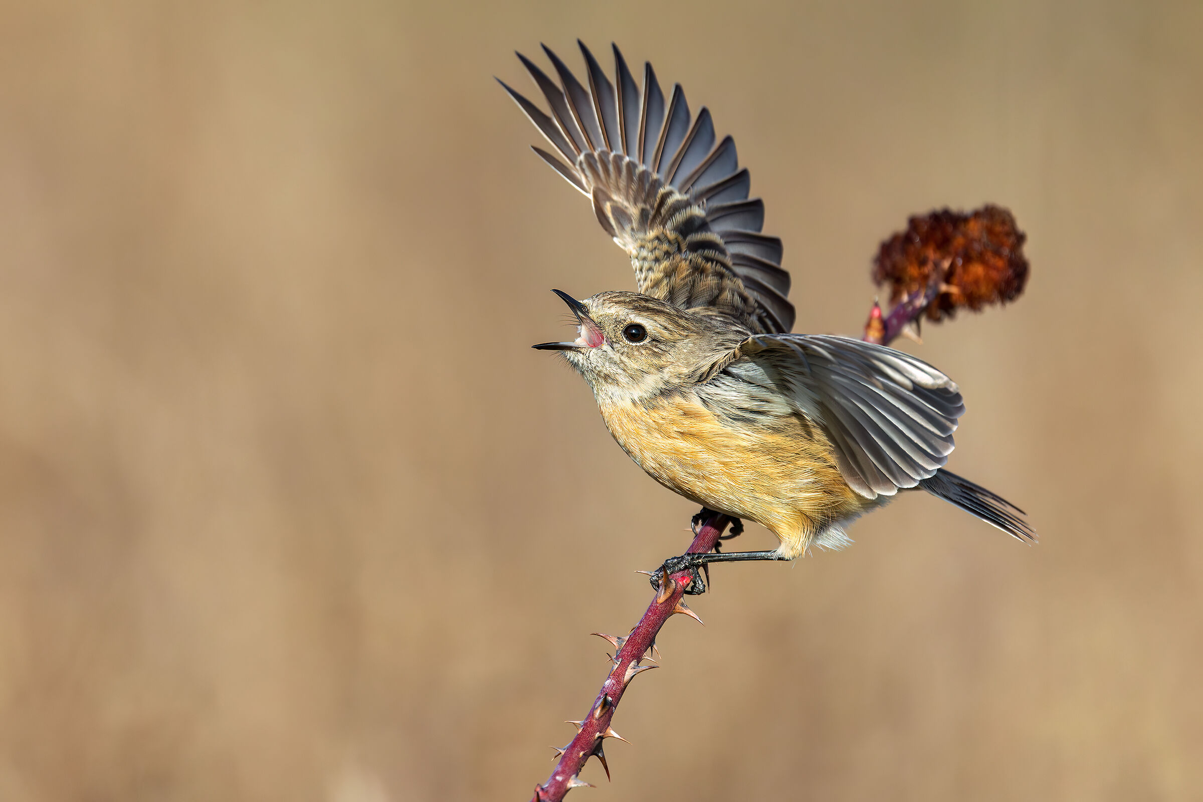 Stonechat, Female