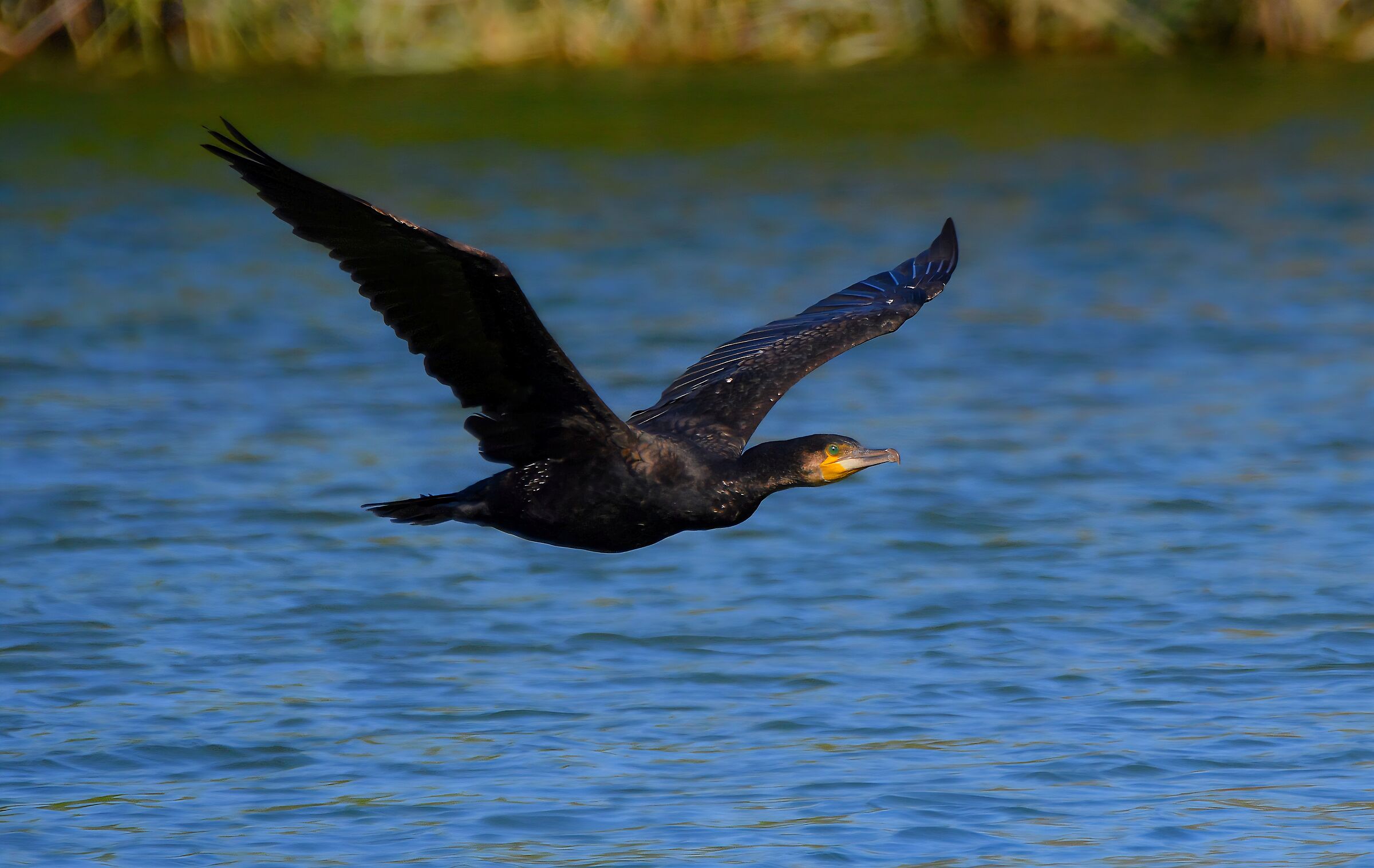 Cormorant