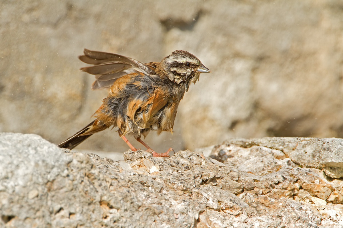 Zigolo muciatto.....dopo il bagno