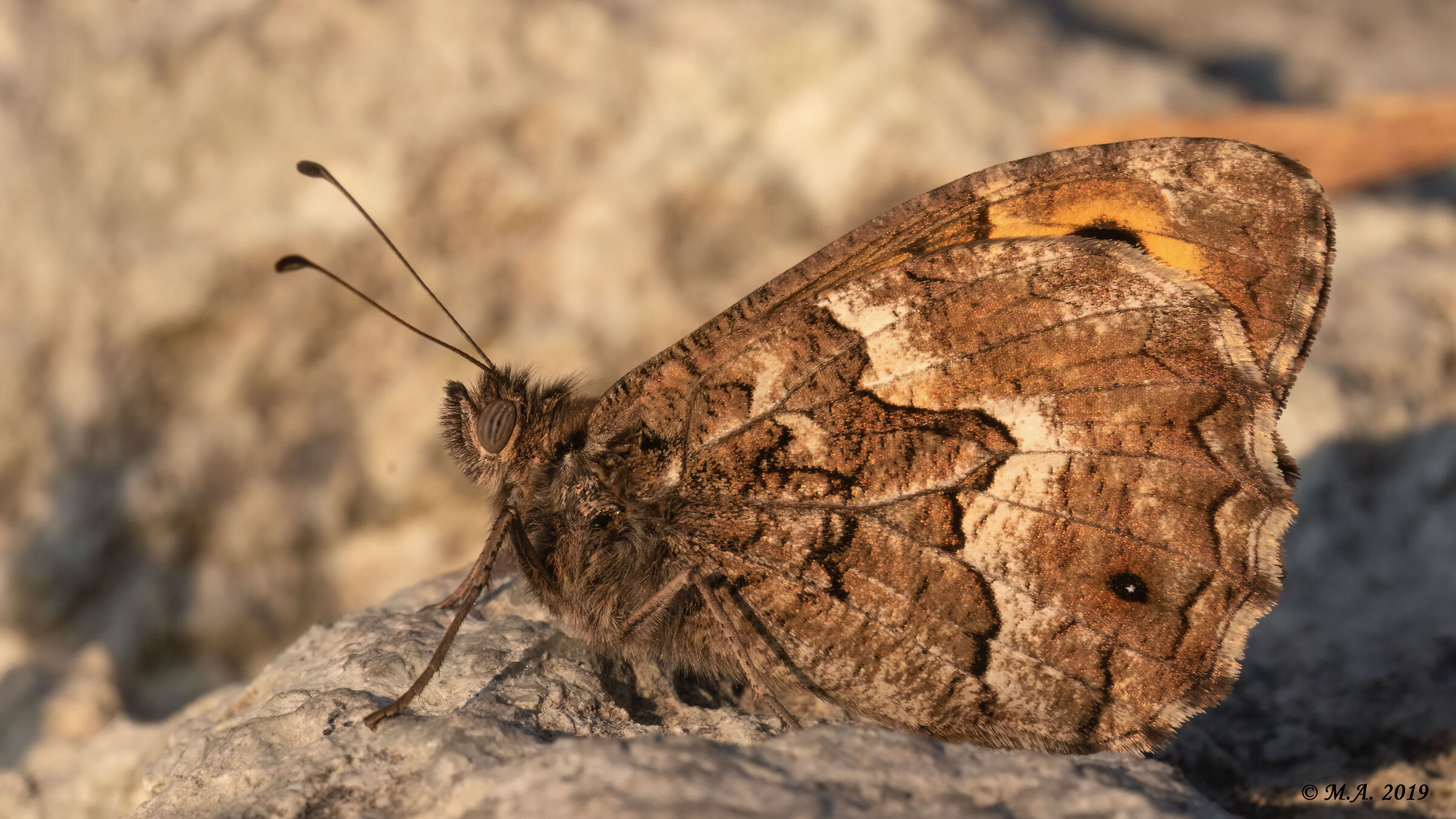Hipparchia semele al tramonto