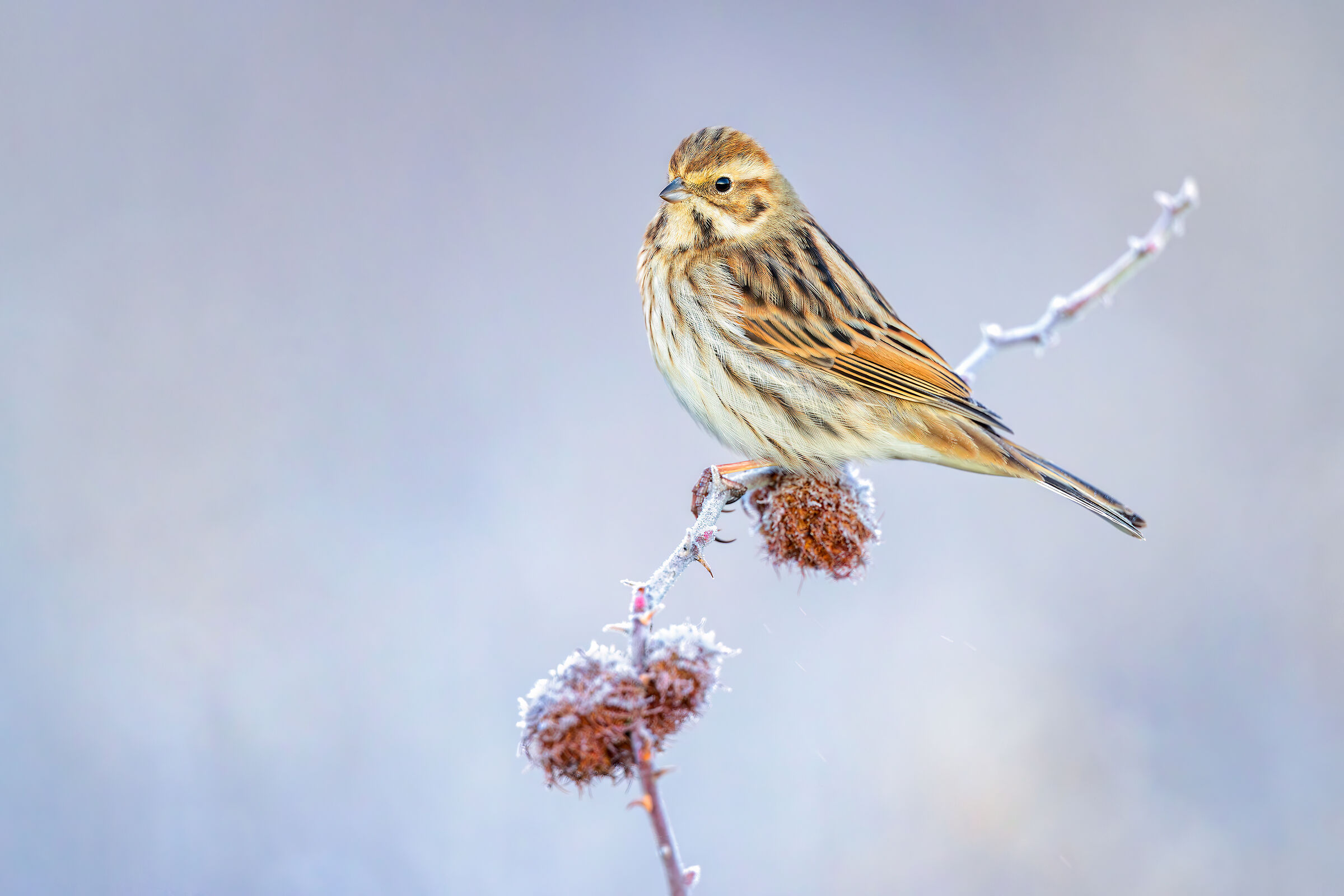 Migliarino di Palude