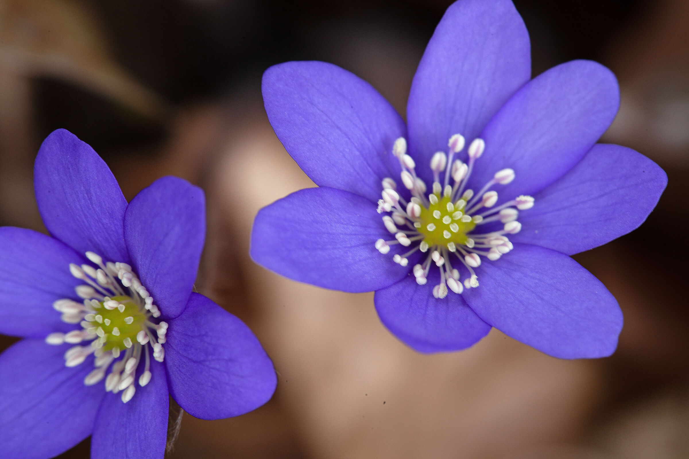 Hepatica Nobilis
