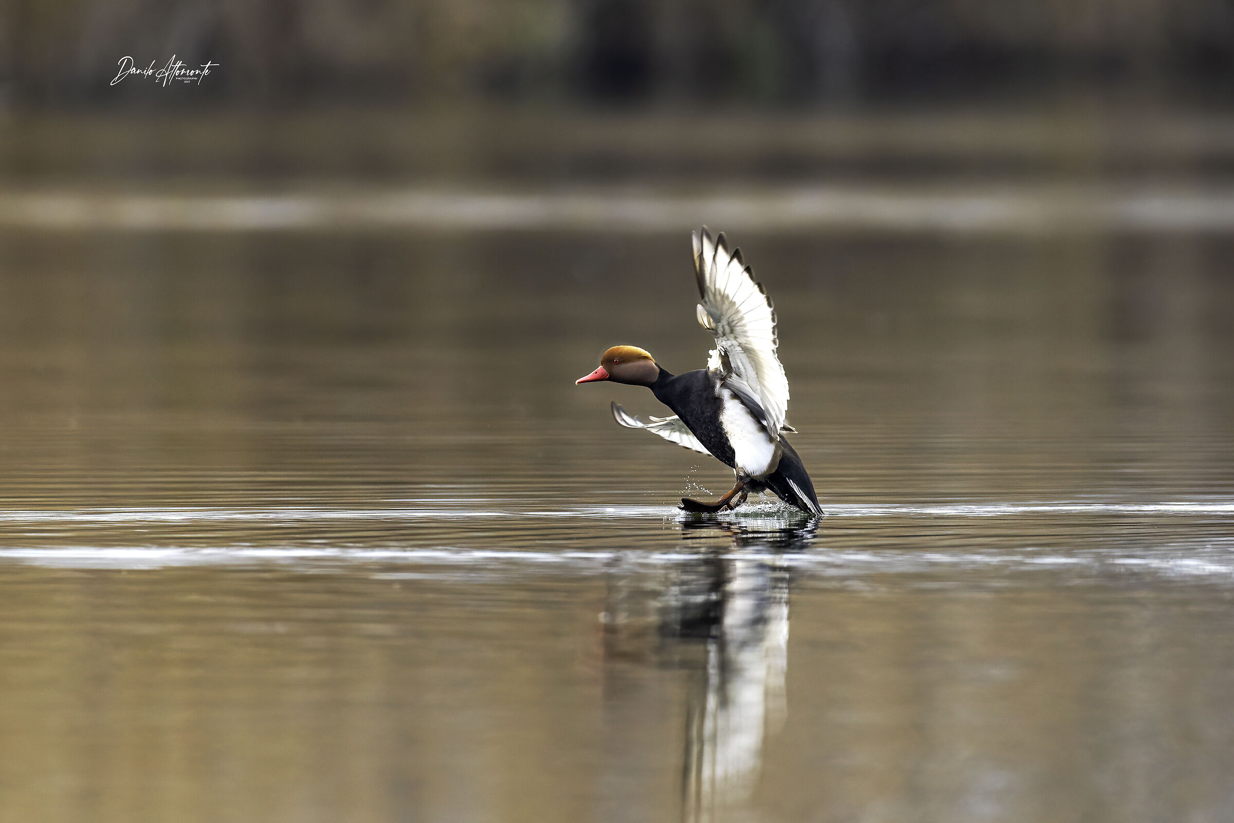 Pochard