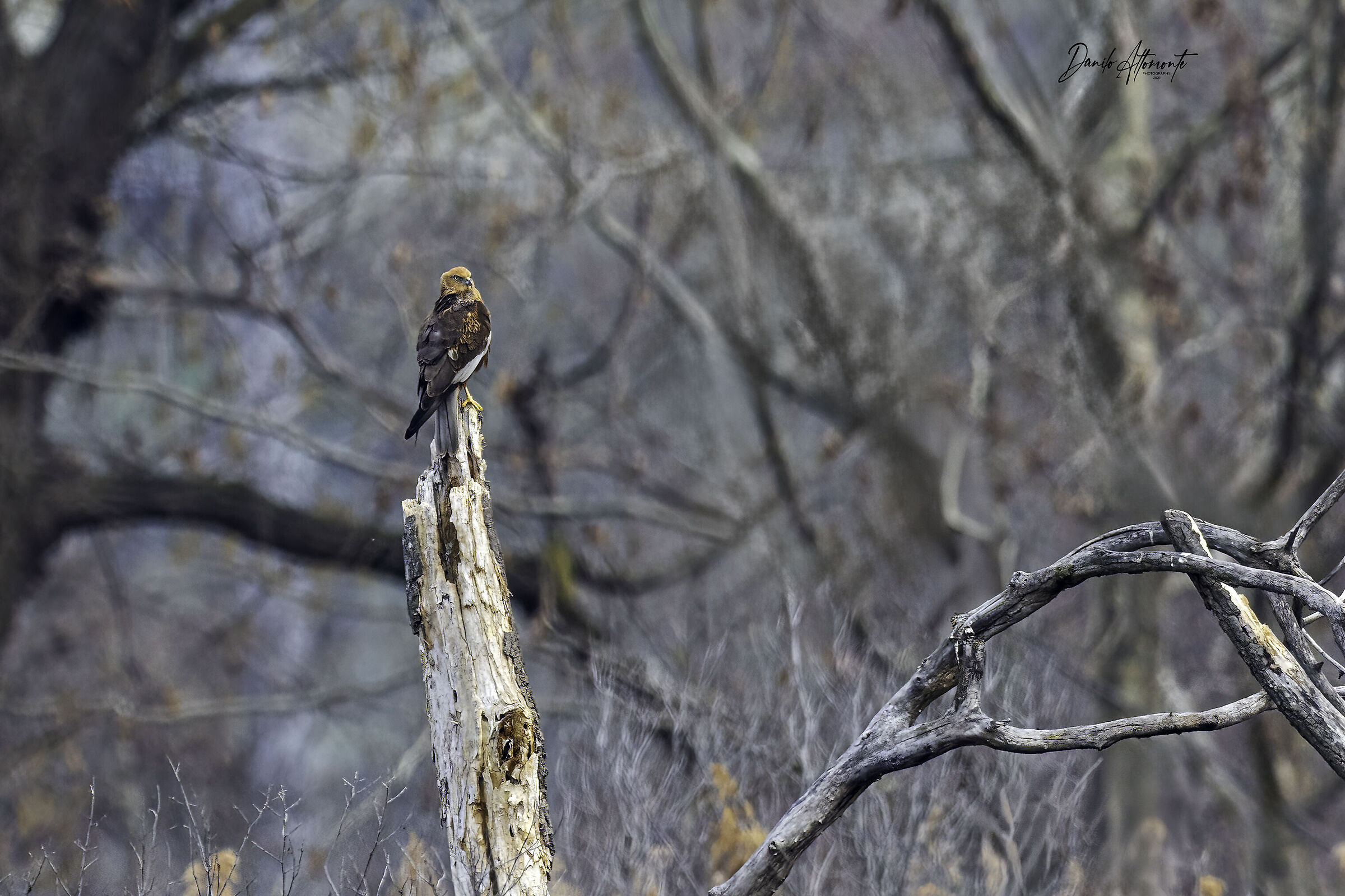 Marsh Harrier