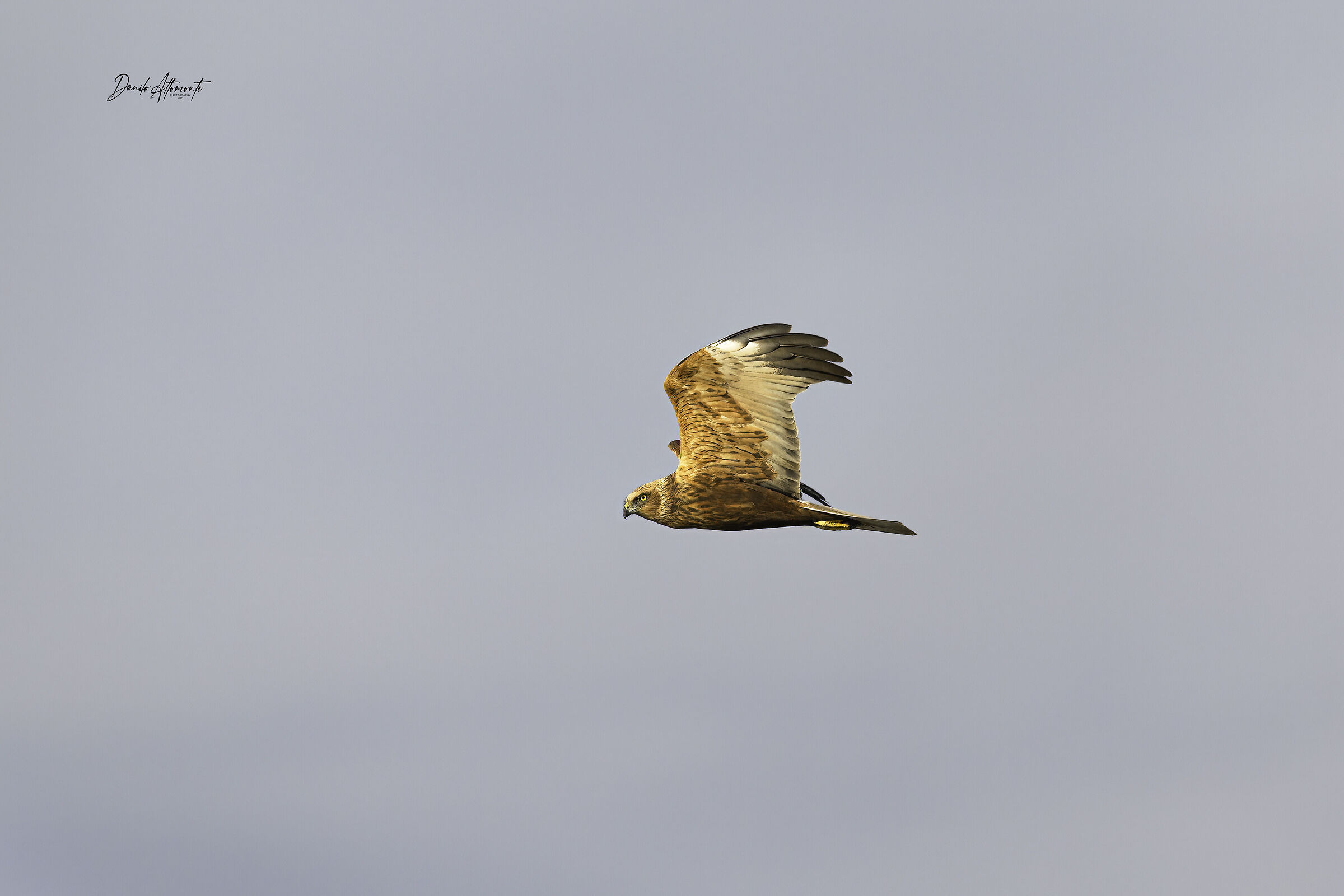 Marsh Harrier