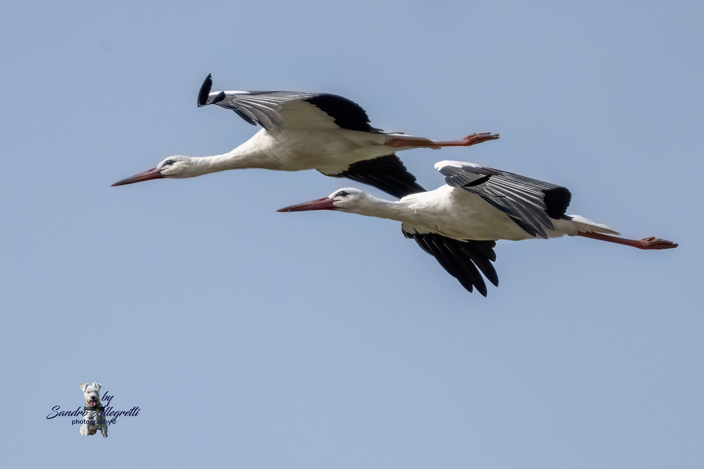 Ciconia ciconia