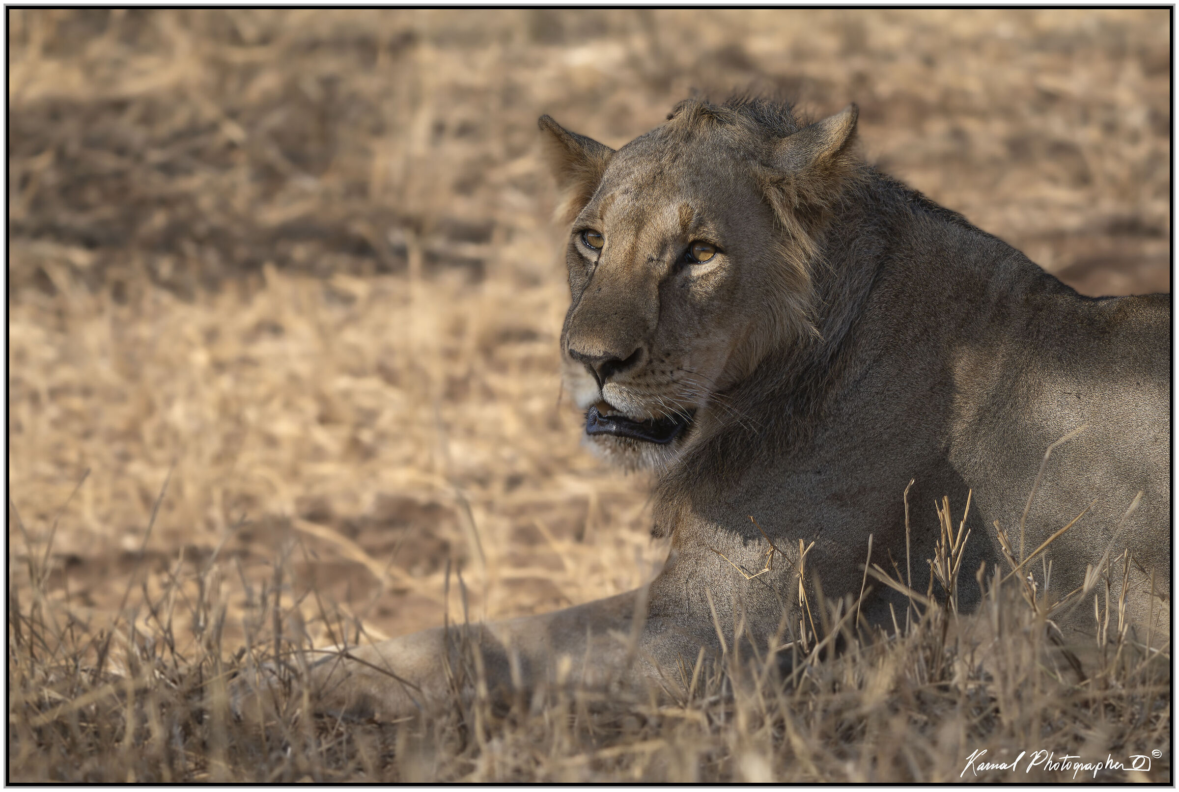 Leone(Panthera leo)