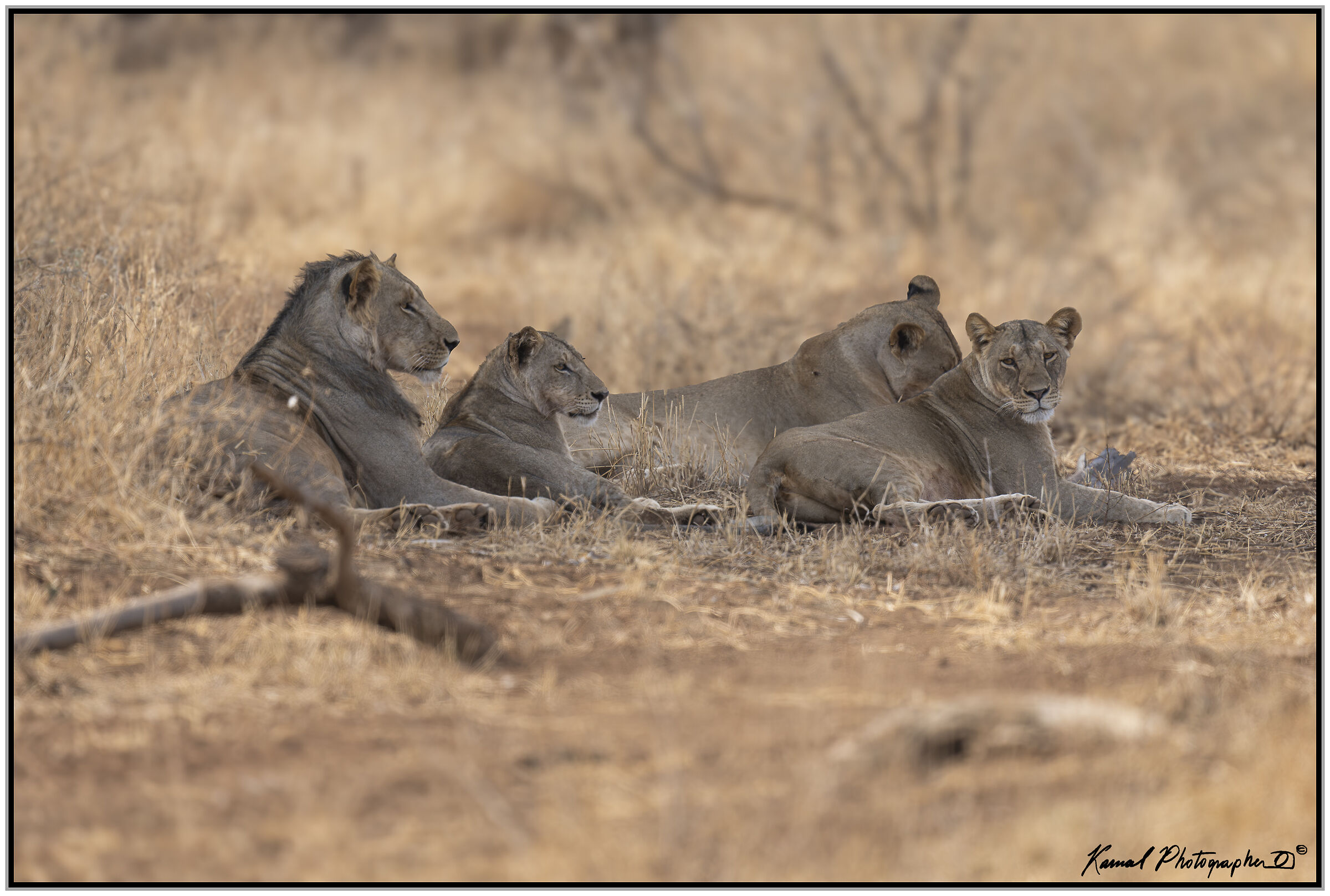Leone(Panthera leo)