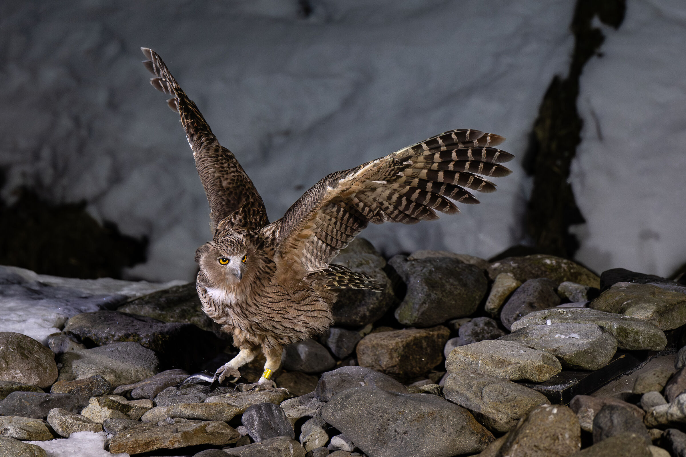 Wild Japan 2026 - Owl Pescatore