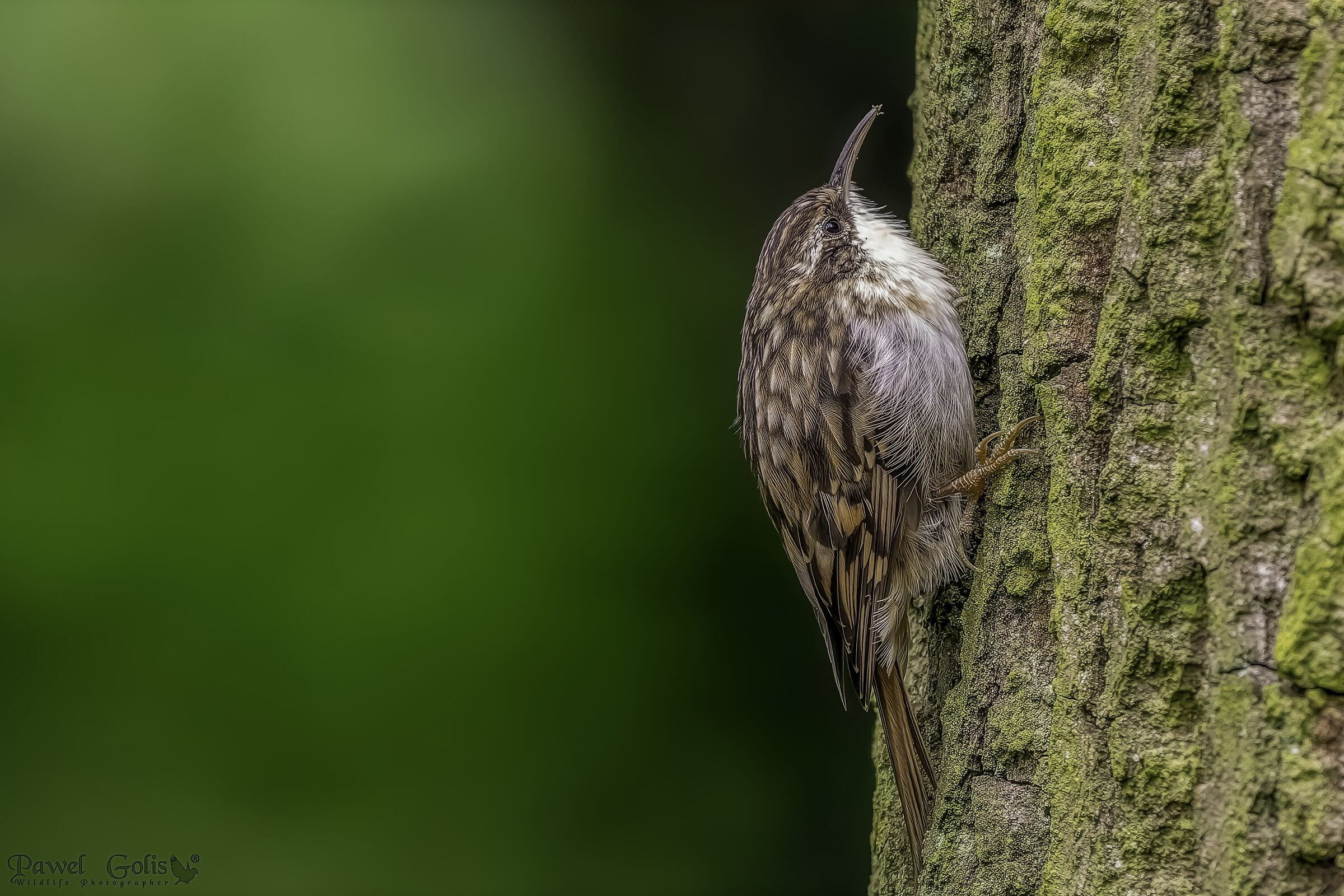 Certhia familiaris (Treecreeper)